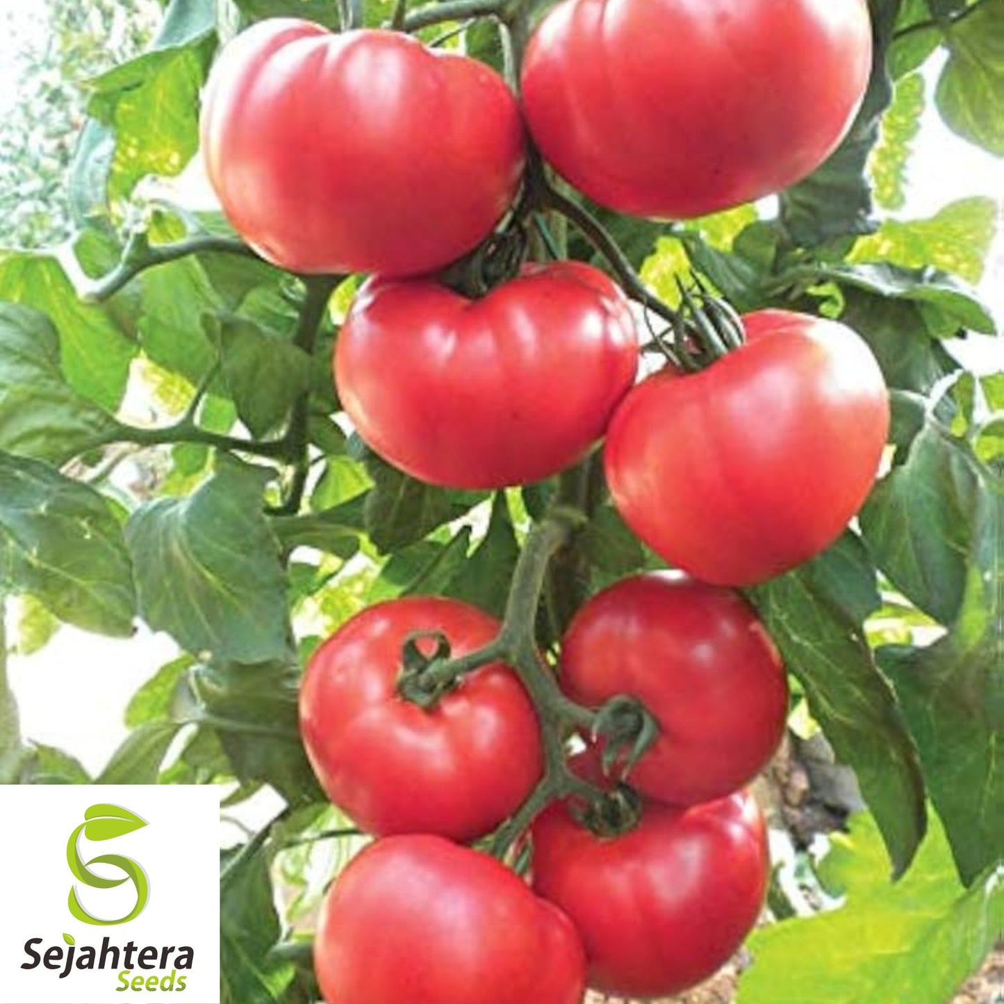 30 Beefsteak Tomato Seeds - Non-GMO, Large & Juicy Heirloom Variety