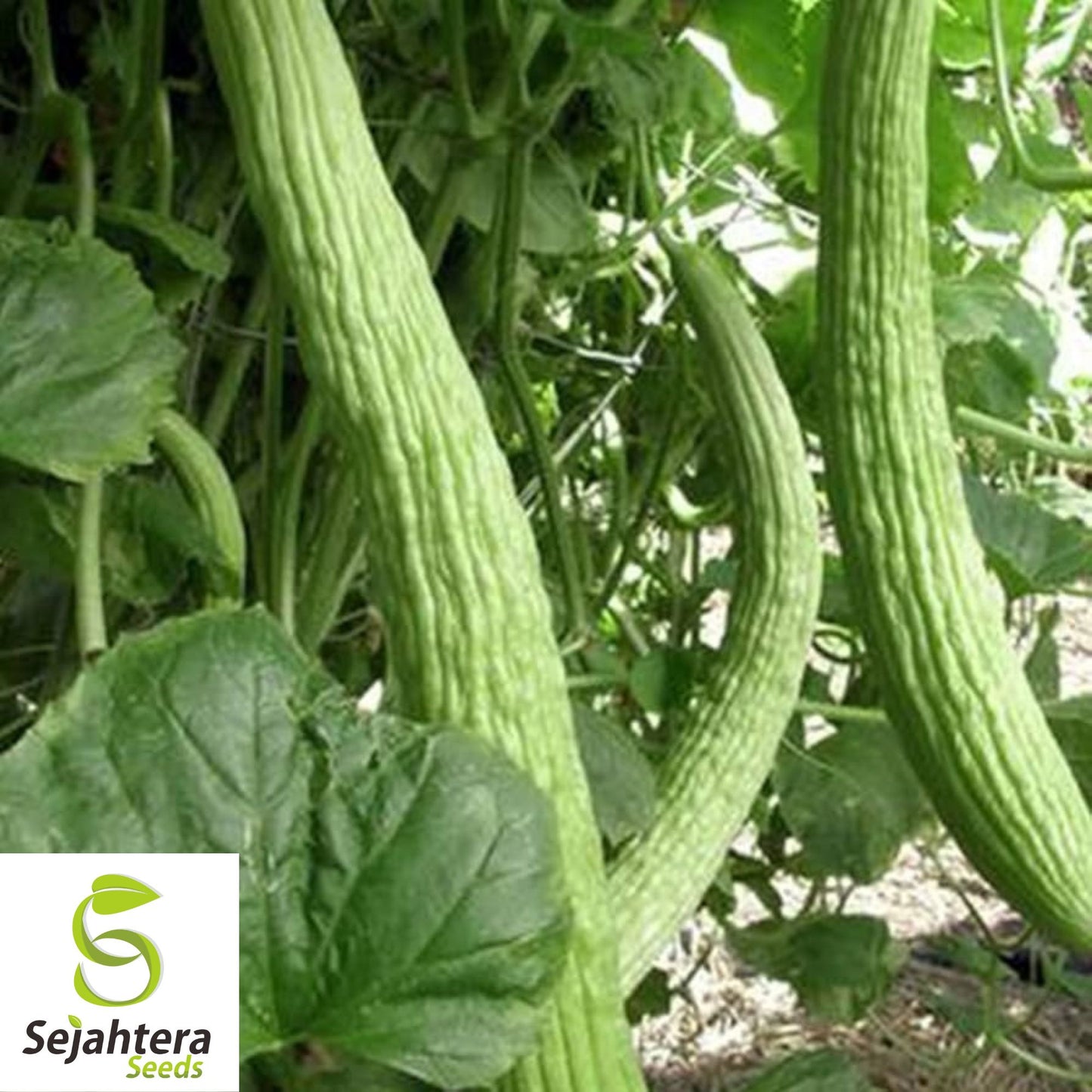 Armenian Yard Long Cucumber Seeds - 100+ Heirloom, Organic, Non-GMO & Crisp