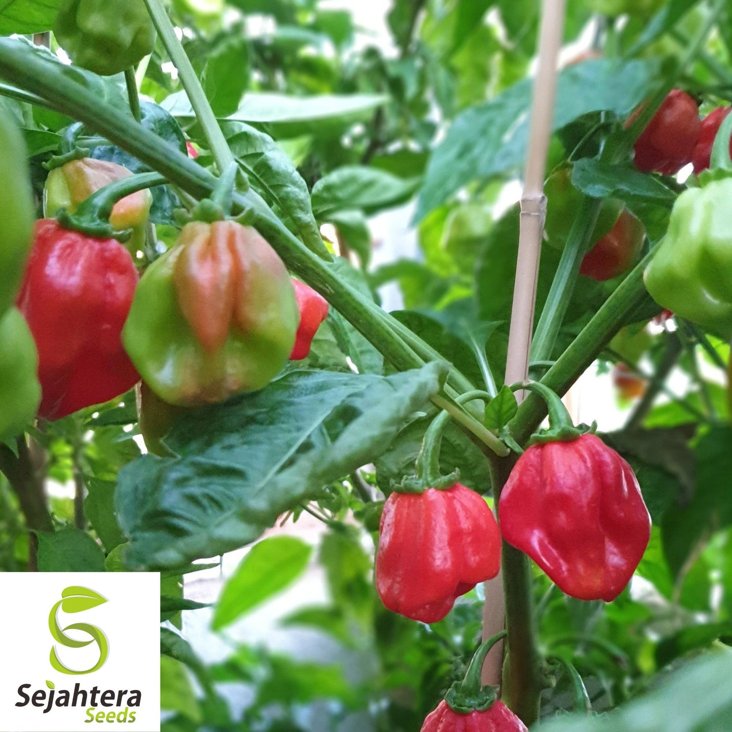 25 Caribbean Red Habanero Pepper Seeds - Non-GMO, Extra Hot & Flavorful