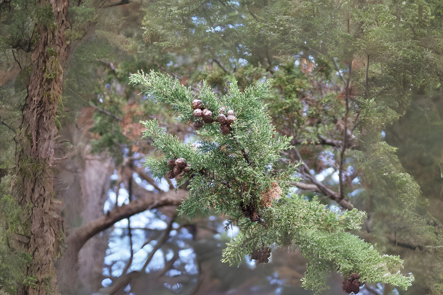 Monterey Cypress (Hesperocyparis macrocarpa)