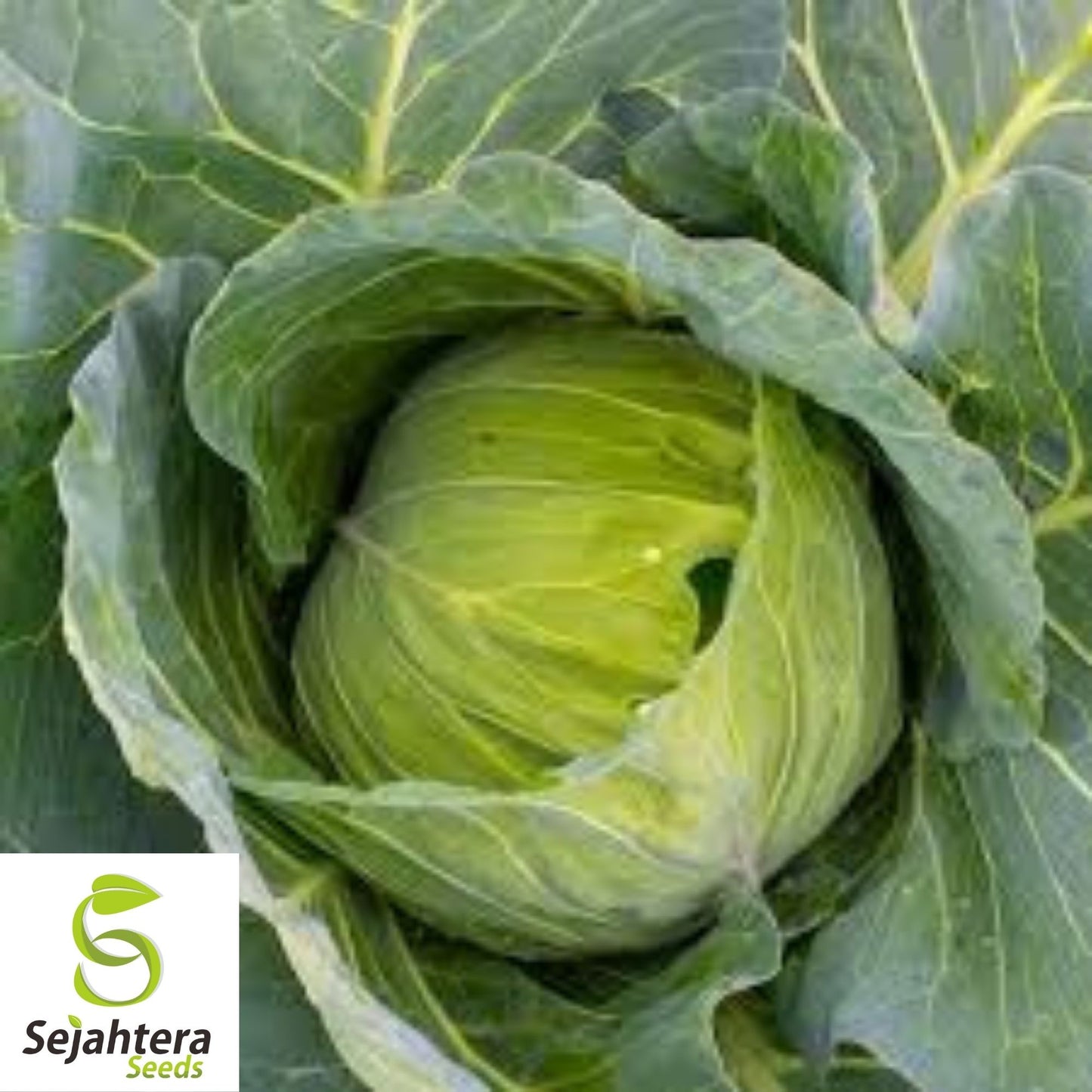Golden Acre Cabbage Seeds 500+ | Heirloom Vegetable Garden NON-GMO USA