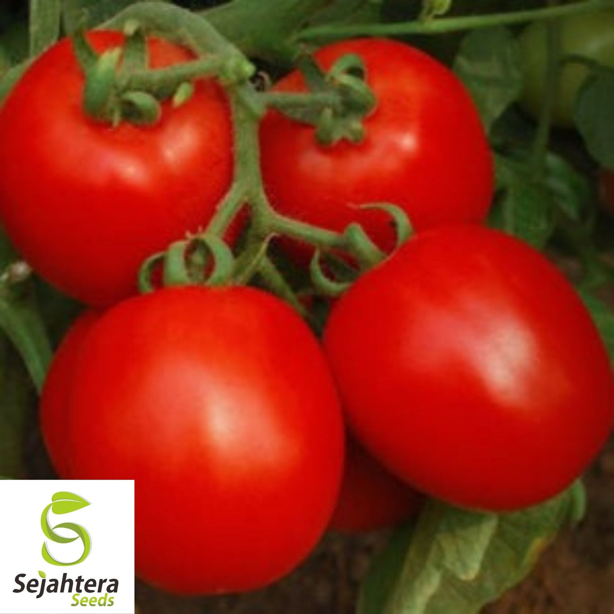 Delicious Tomato Seeds 100 Ct | World Record Vegetable NON-GMO USA