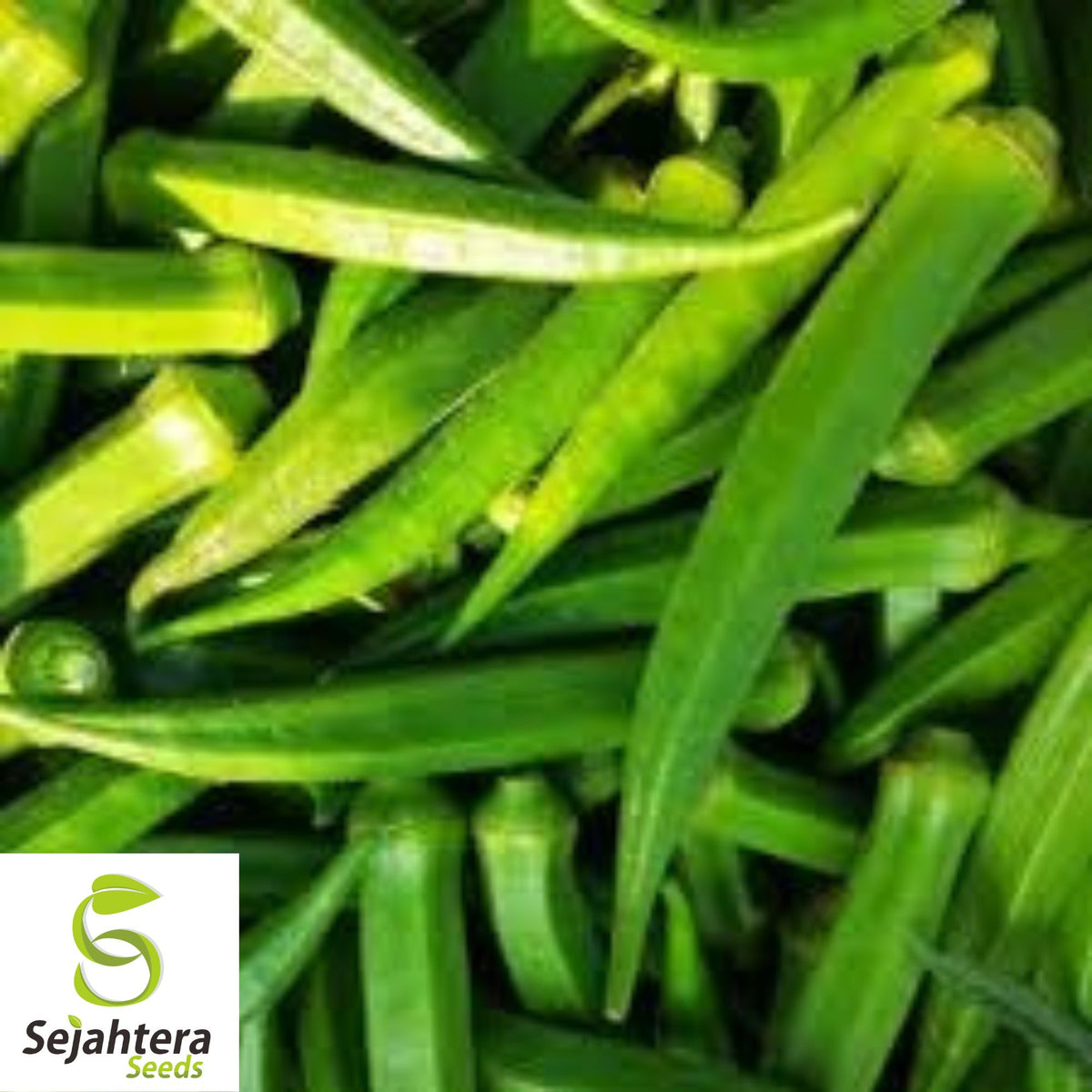 Perkins Long Pod Okra Seeds - 100+ Heirloom - High Yield & Non-GMO - Fresh