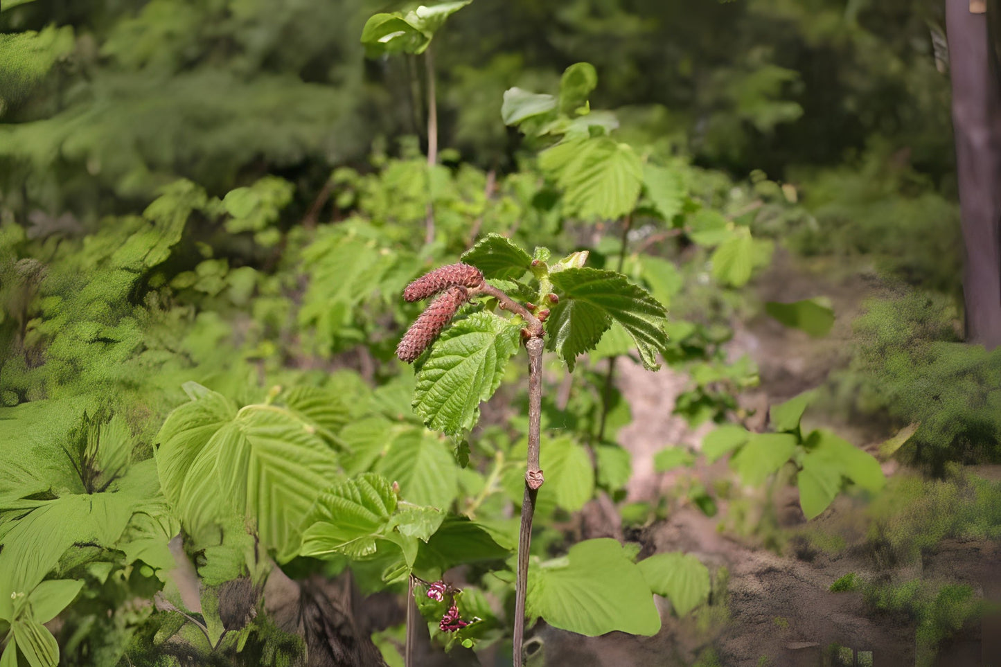 Asian Hazel Hazelnut (Corylus heterophylla)