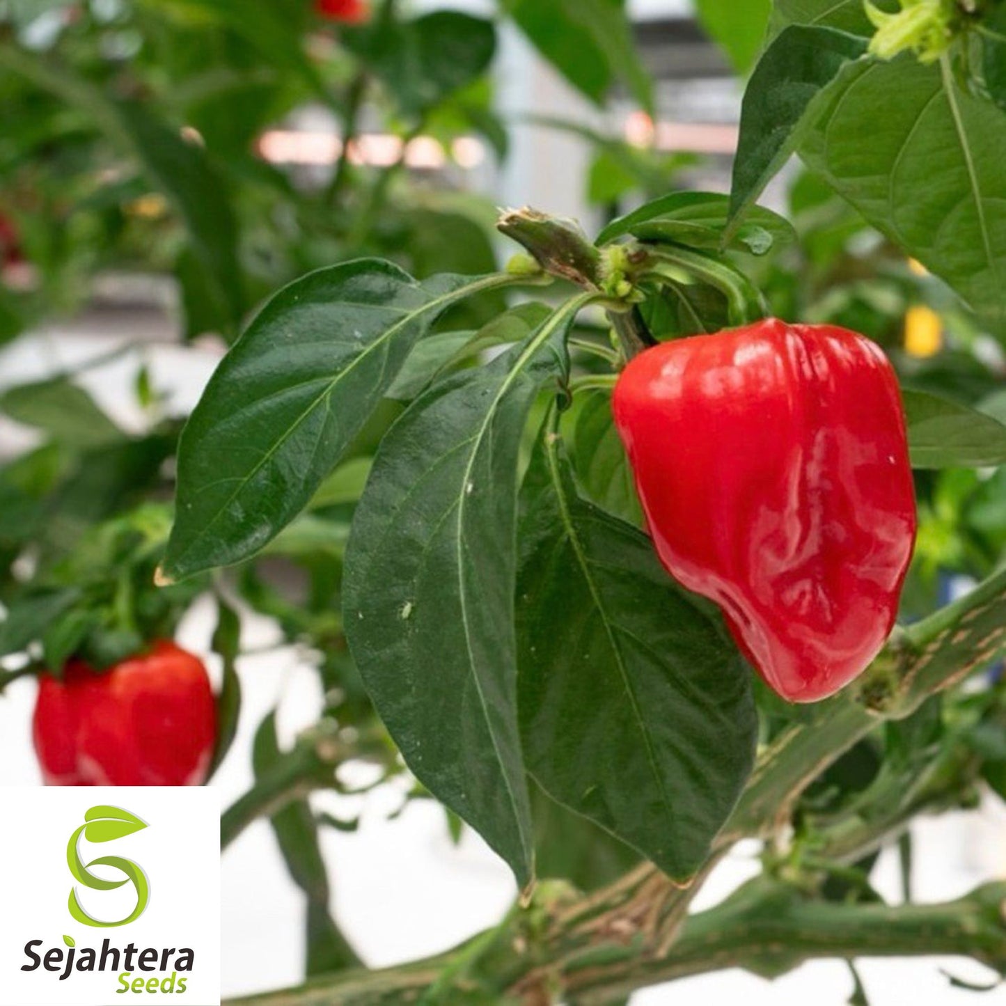 25 Caribbean Red Habanero Pepper Seeds - Non-GMO, Extra Hot & Flavorful