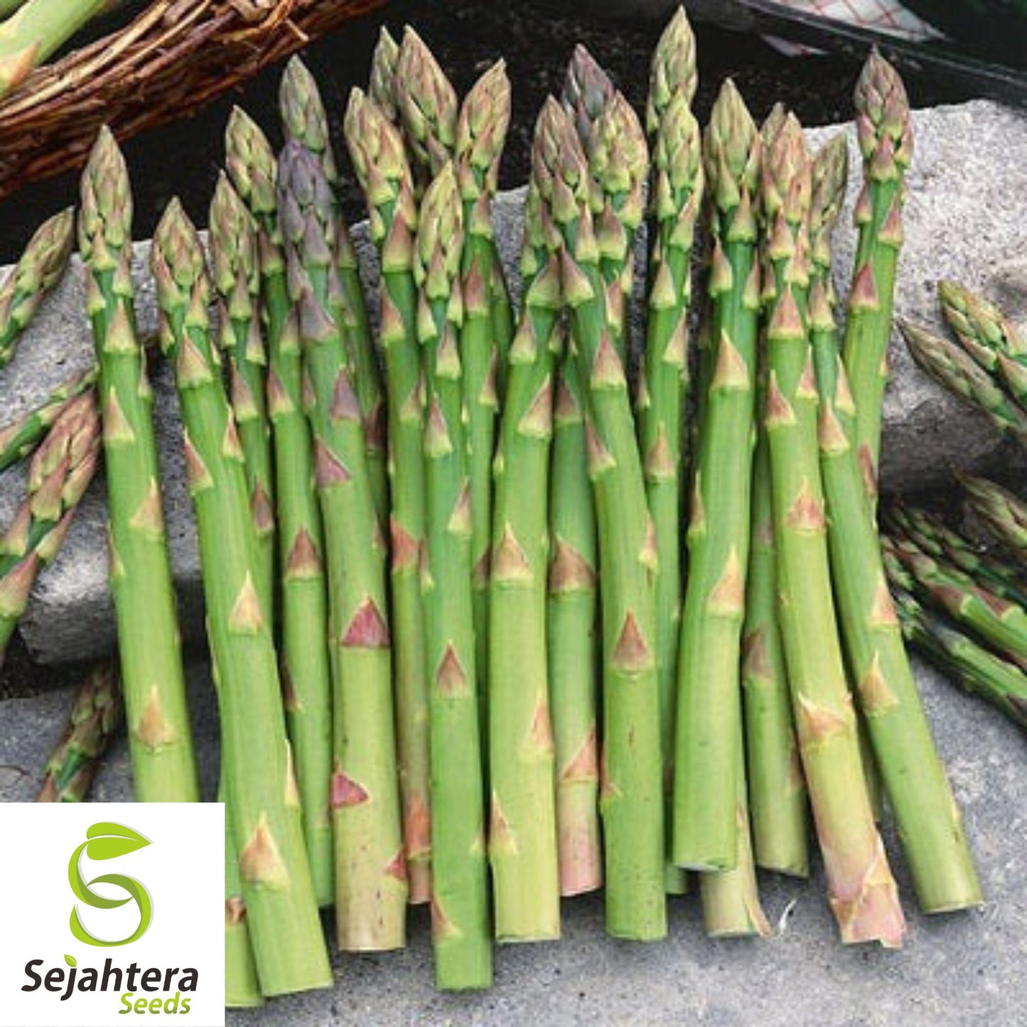 Mary Washington Asparagus Seeds - 200+ Heirloom - Organic, Non-GMO & Fresh