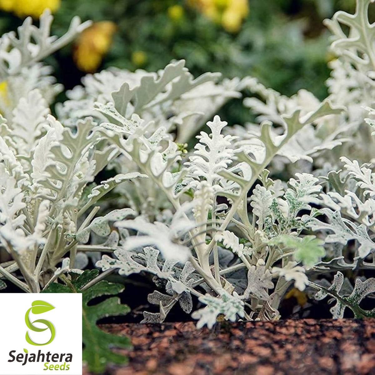200+ Silverdust Seeds | Dusty Miller {Cineraria Maritima}