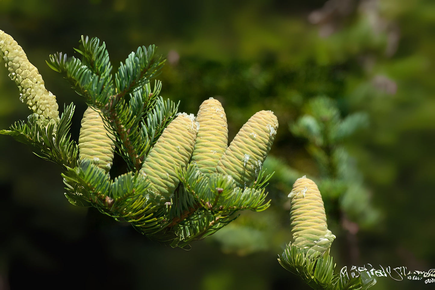 Manchurian Needle Fir (Abies holophylla)