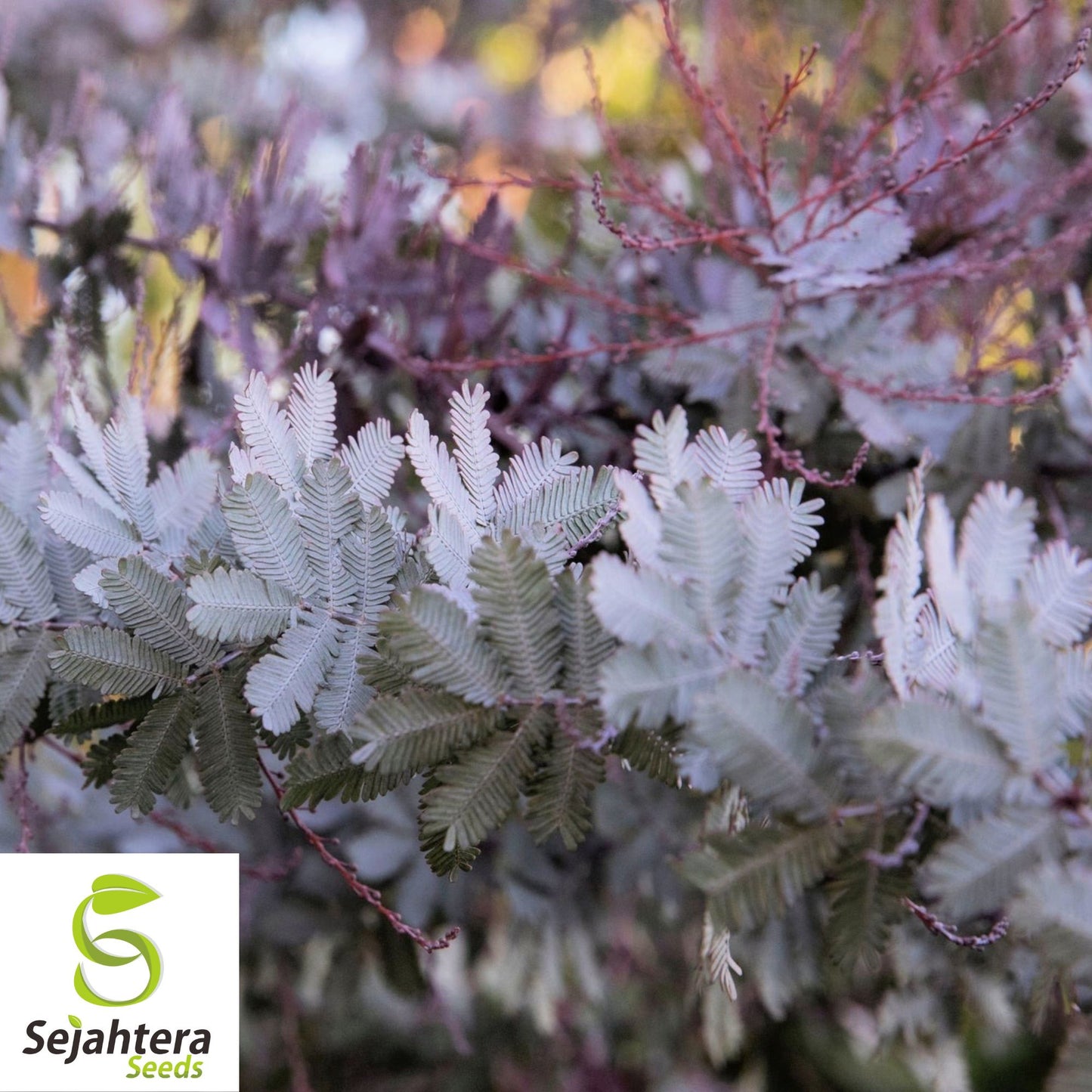 Purple-leaved Acacia Seeds {Baileyana v purpurea} 10 Seeds