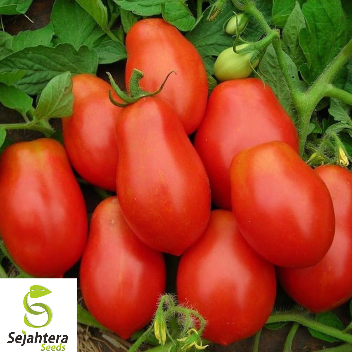 30+ Napoli Tomato Seeds - Heirloom, Organic, Non-GMO, Sweet & High-Yield Variety