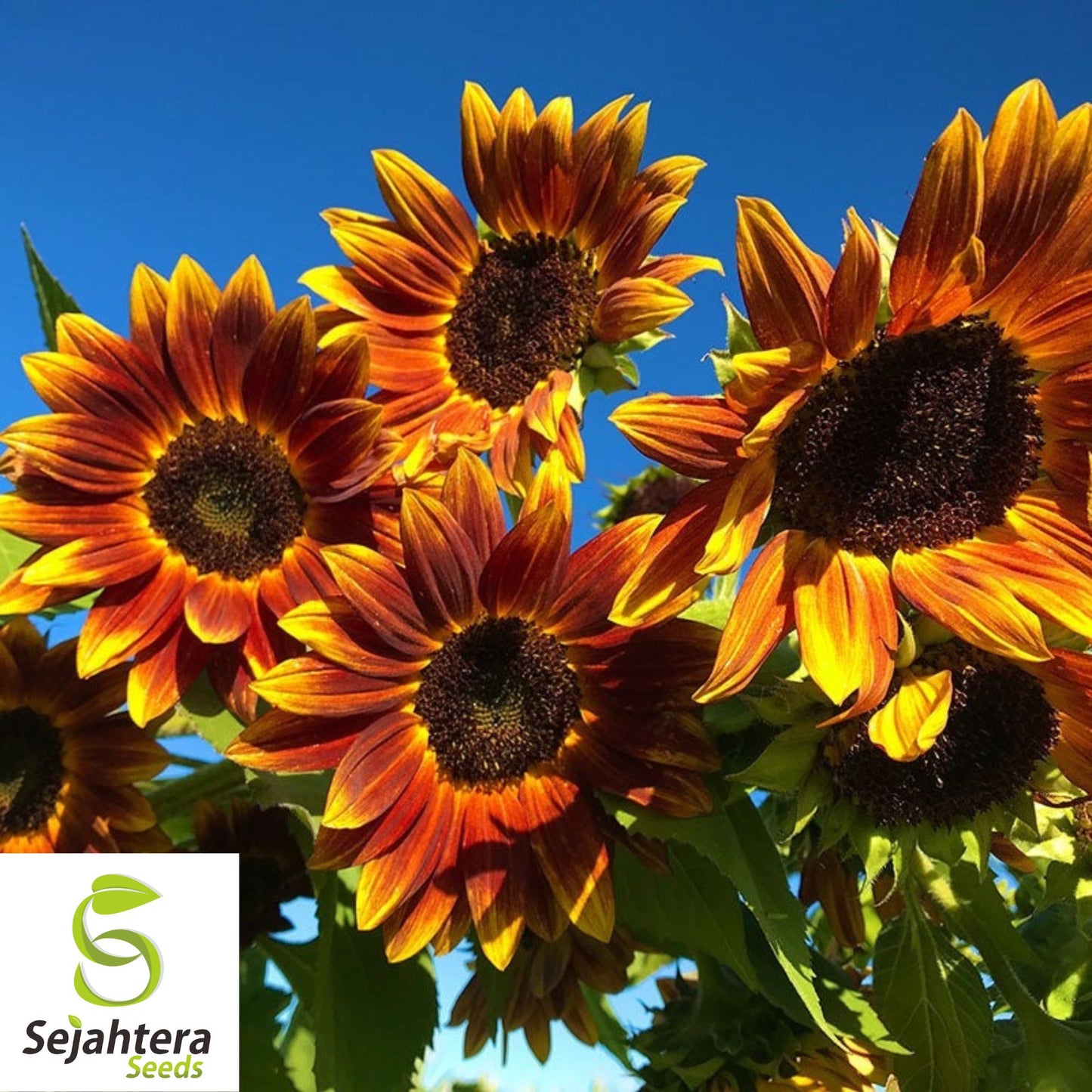 50+ Earthwalker Sunflower Seeds - Heirloom, Non-GMO, Vibrant Annual Blooms