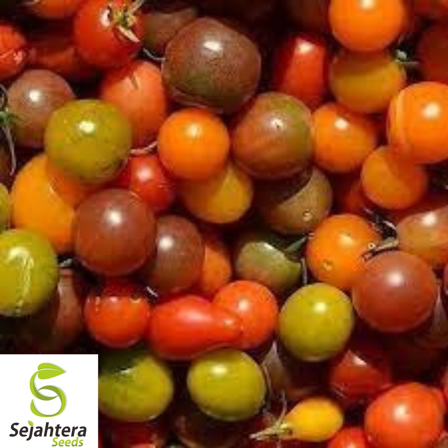 60+ Rainbow Cherry Tomato Seeds - Heirloom, Organic, Non-GMO, Colorful & Sweet
