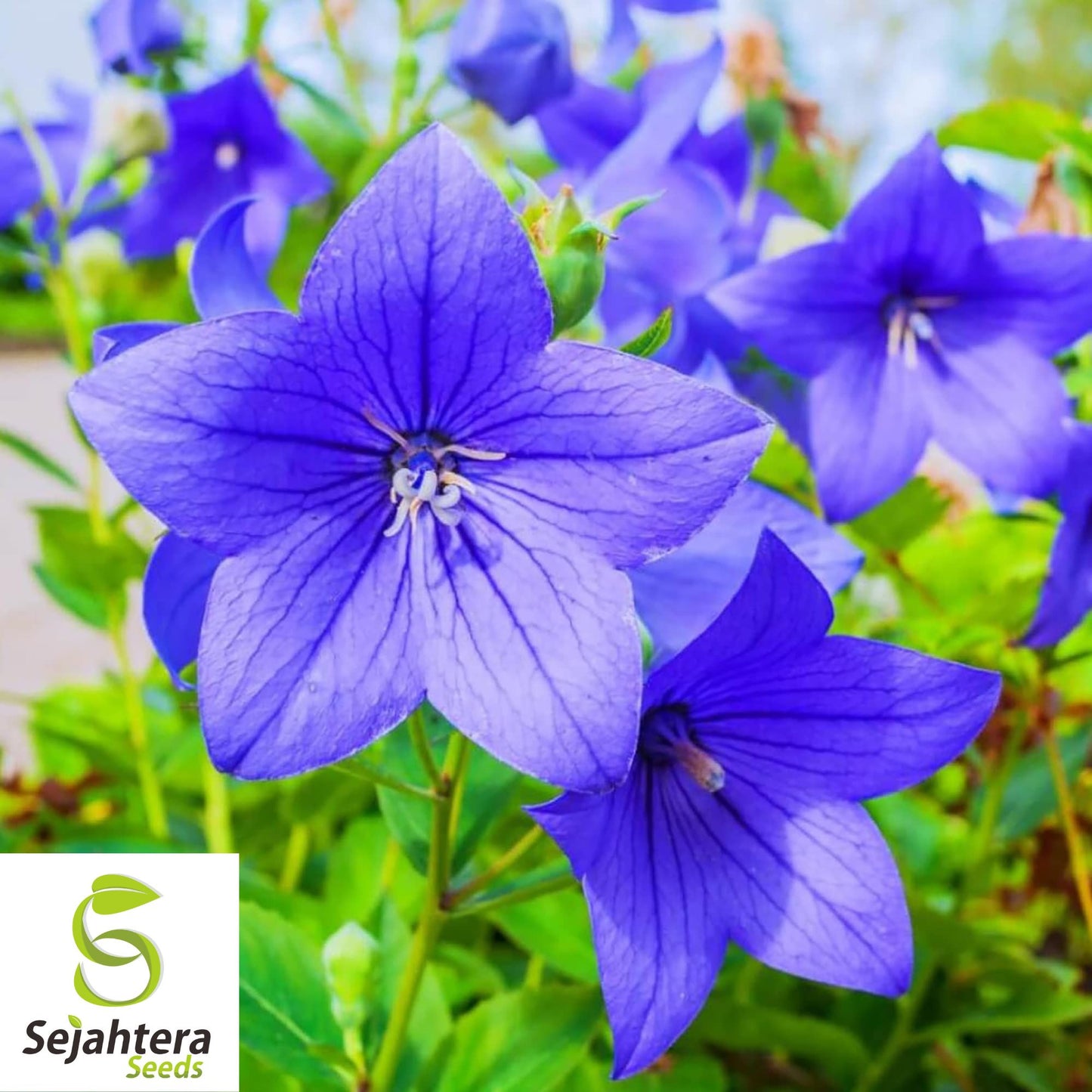 Balloon Flower Toraji Seeds {Platycodon grandiflorus} 50+ Seeds | Free Shipping