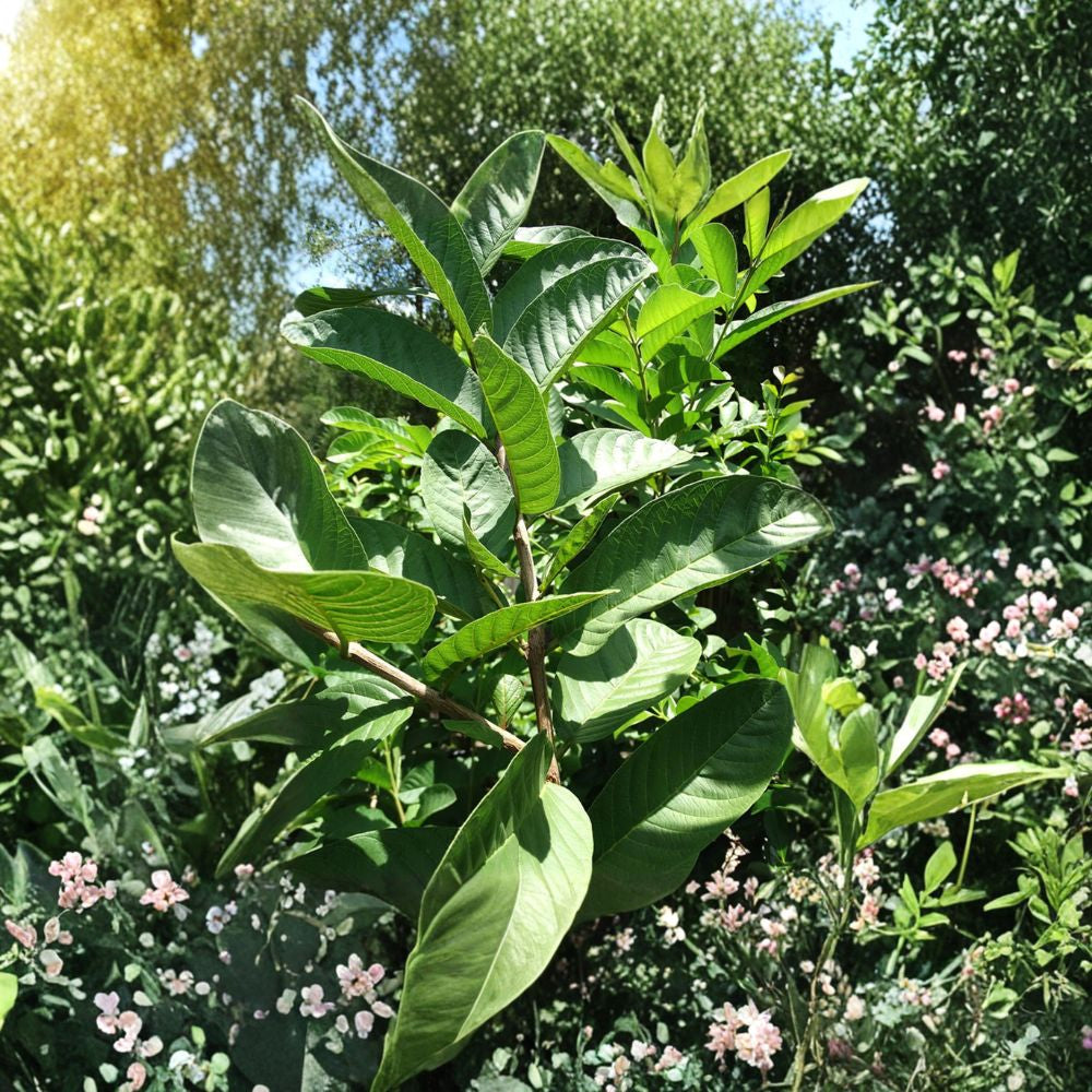 Kilo Guava Tree – Psidium guajava Live Air-Layered Tree | 2 Feet Tall | Ships in 1 Gallon Pot Large Tropical Fruit | Sweet & Aromatic | Early Fruiting
