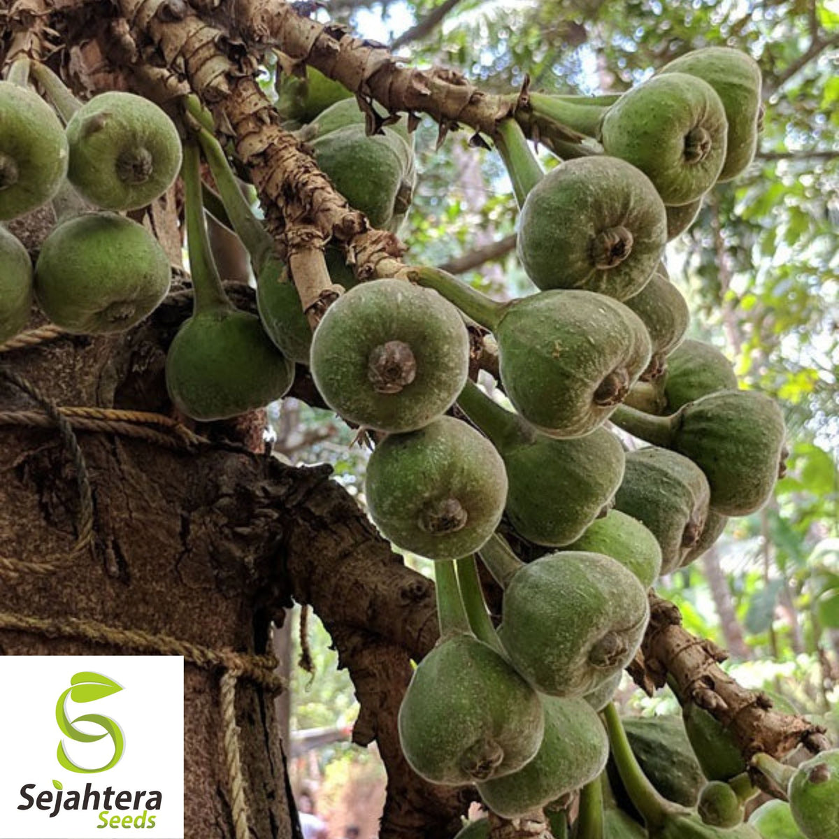 Elephant Ear Fig Tree Seeds {Ficus auriculata} Organic 10 Seeds