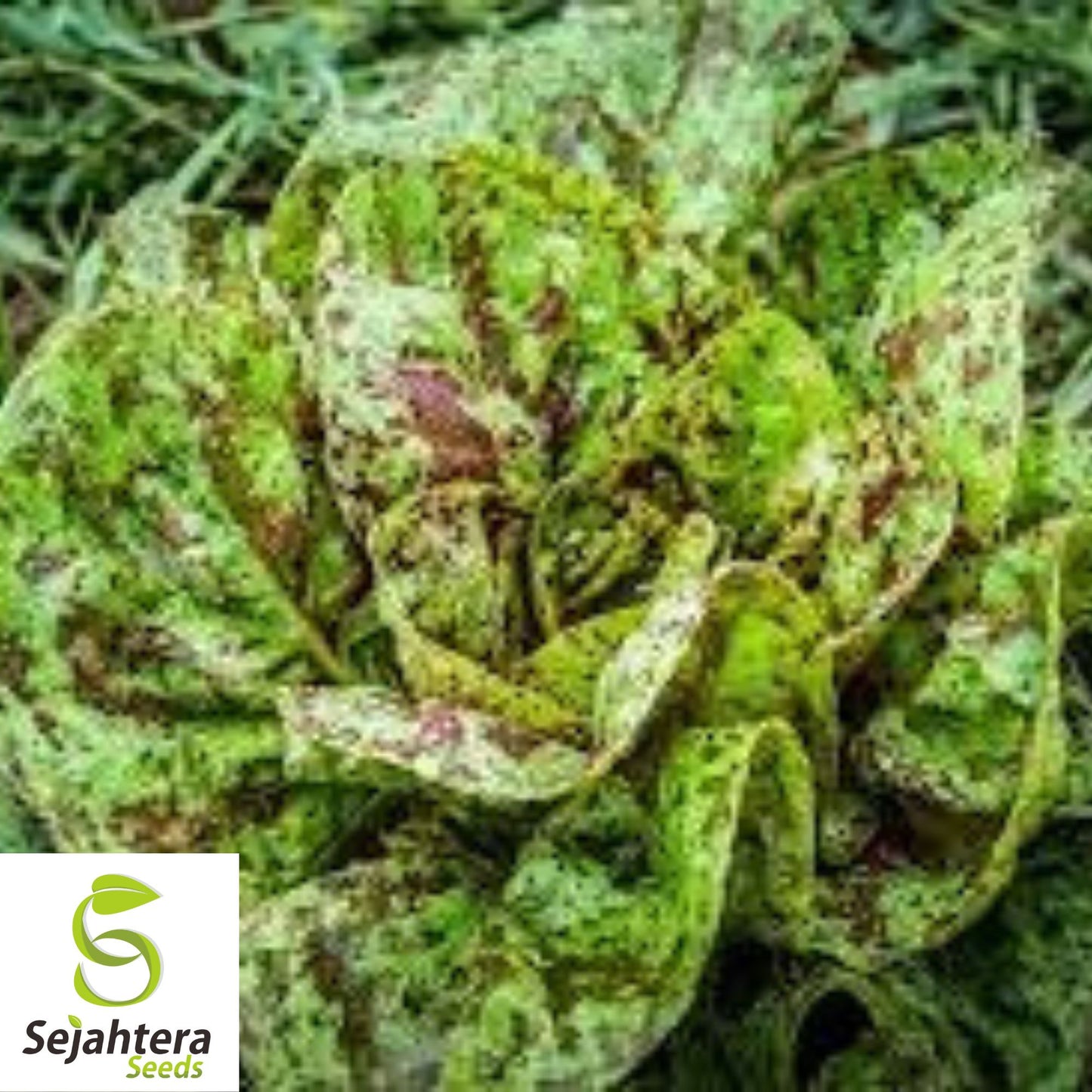 Freckles Romaine Lettuce Seeds - 500+ Heirloom, Organic, Non-GMO & Fresh