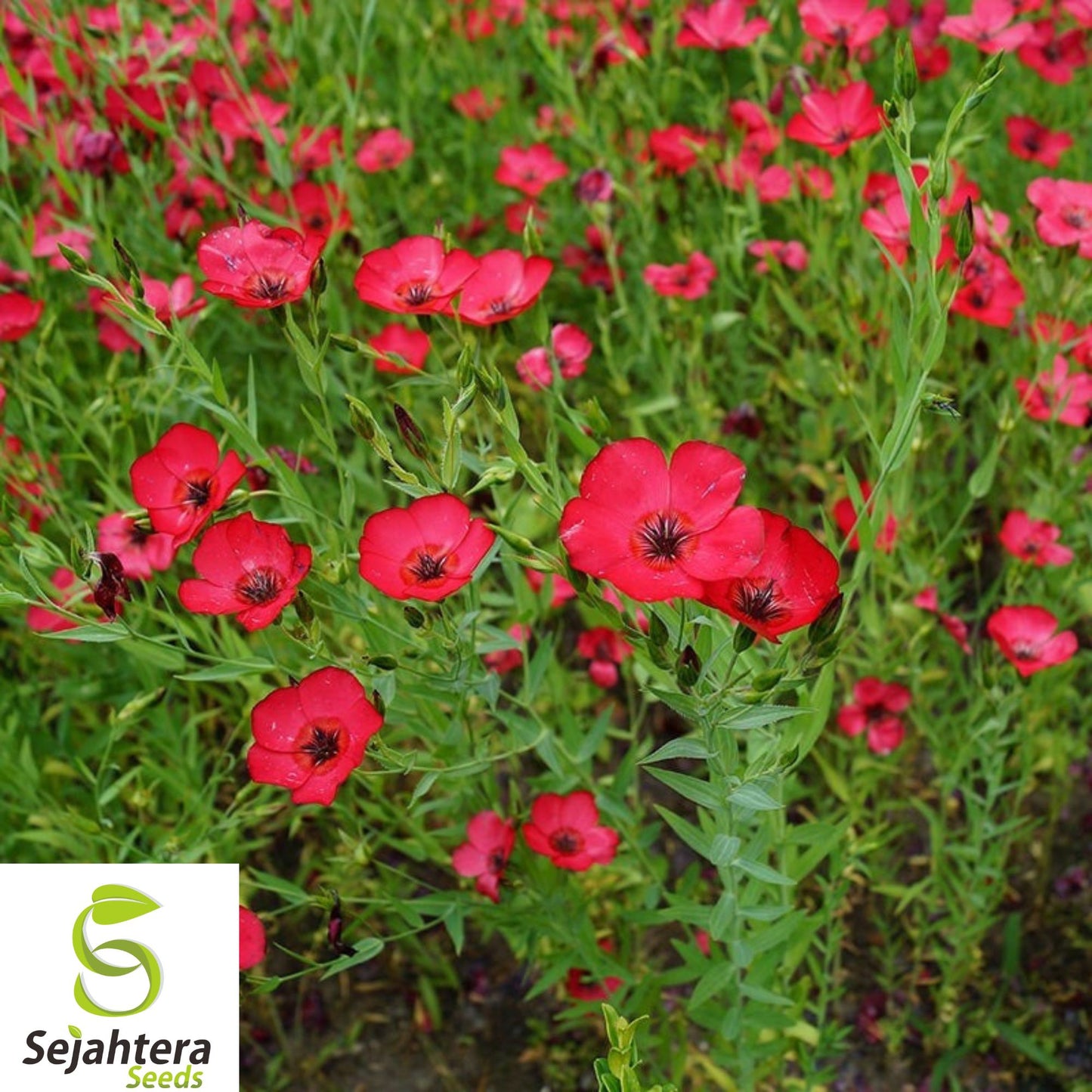 200+ Scarlet Flax Seeds - Fresh, Non-GMO, Bright Red Blooms, Pollinator-Friendly