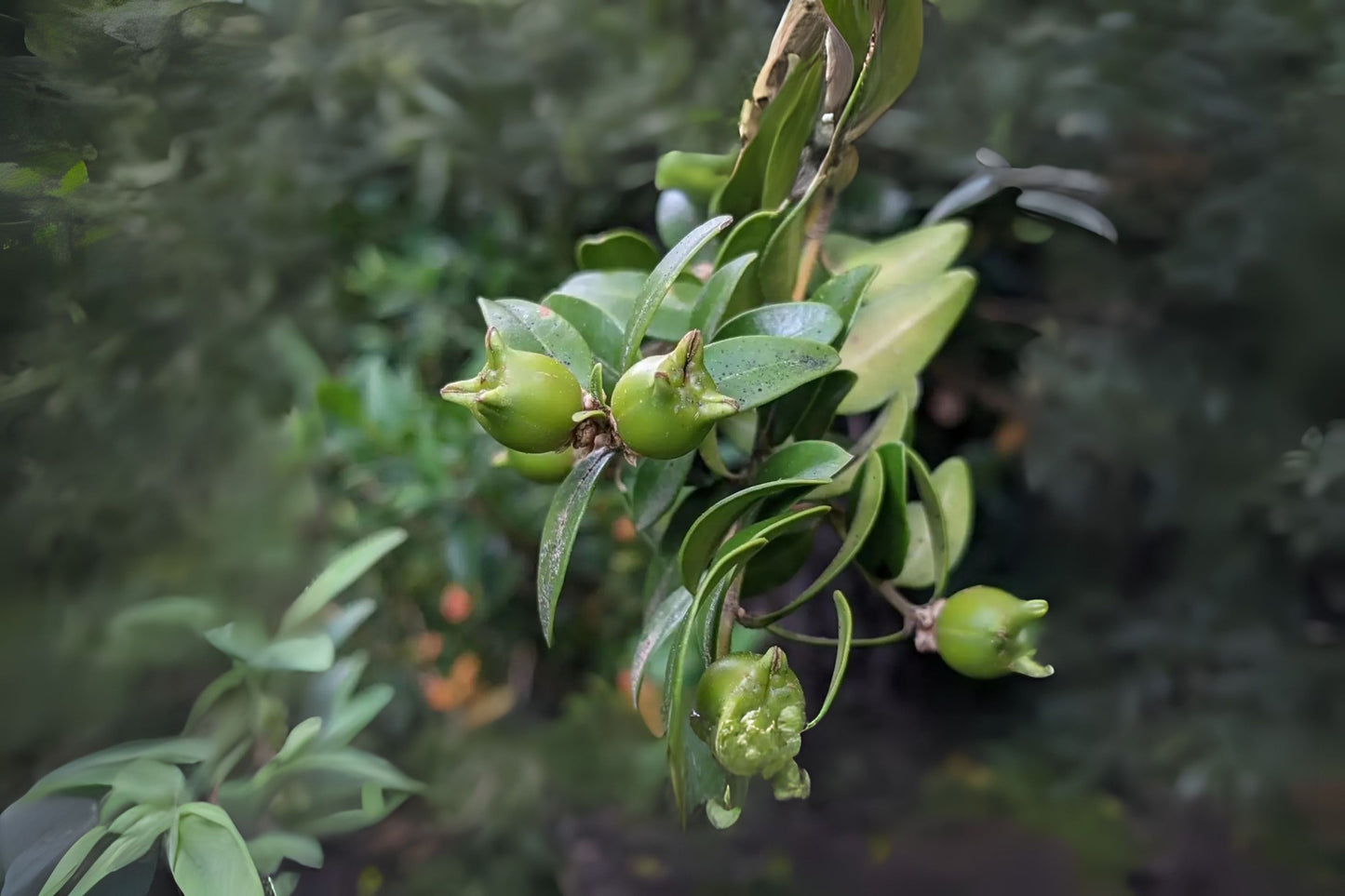 Common Box Common Boxwood (Buxus sempervirens)