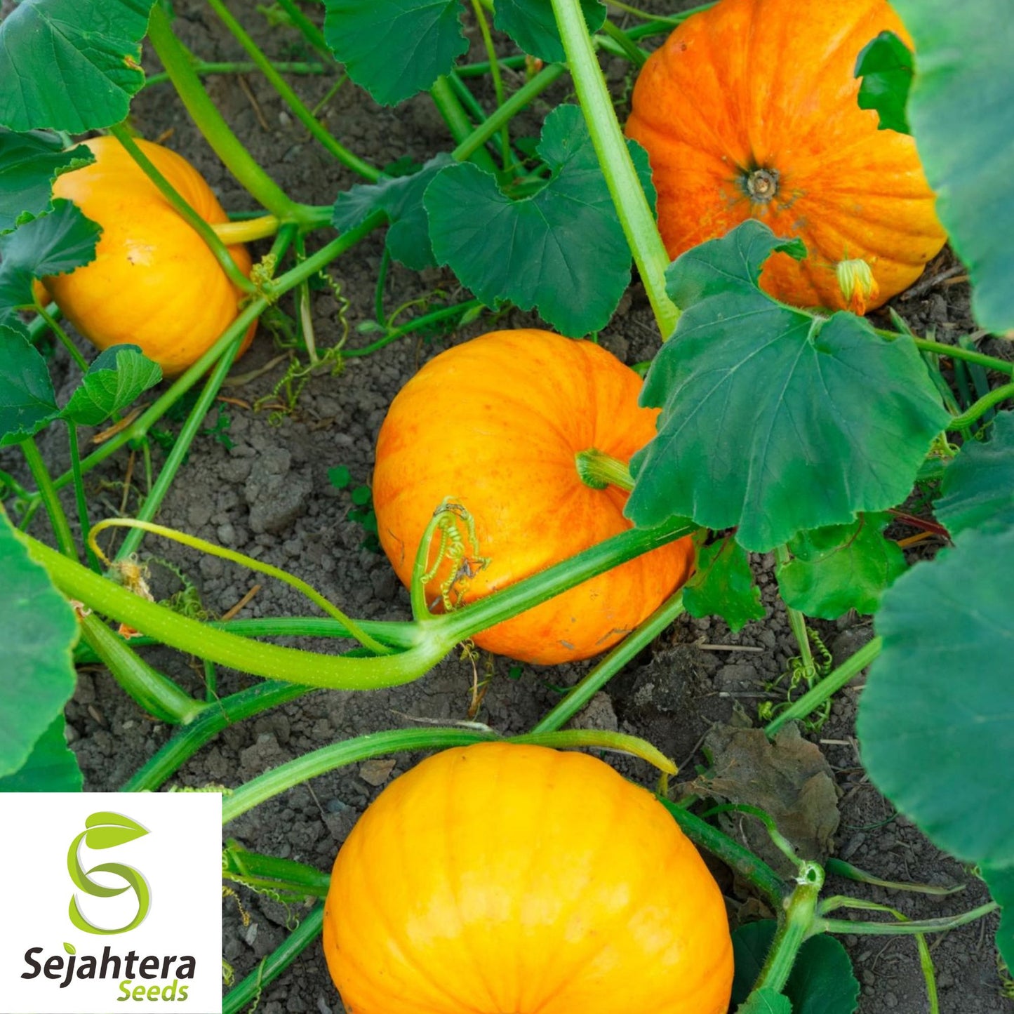 Jack Be Little Pumpkin Seeds - 100+ Heirloom, Organic, Non-GMO & Fresh