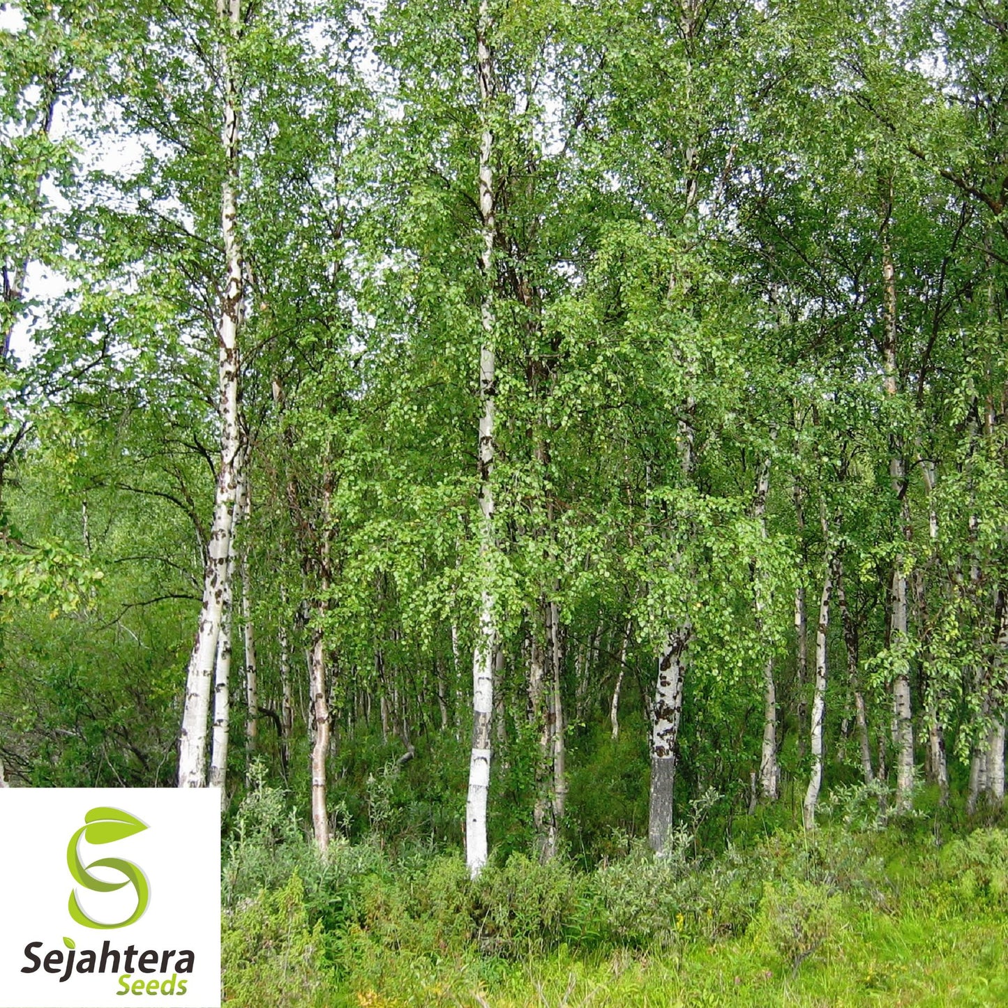 Silver Birch Seeds {Betula pendula} Fast Growing 100+ Seeds