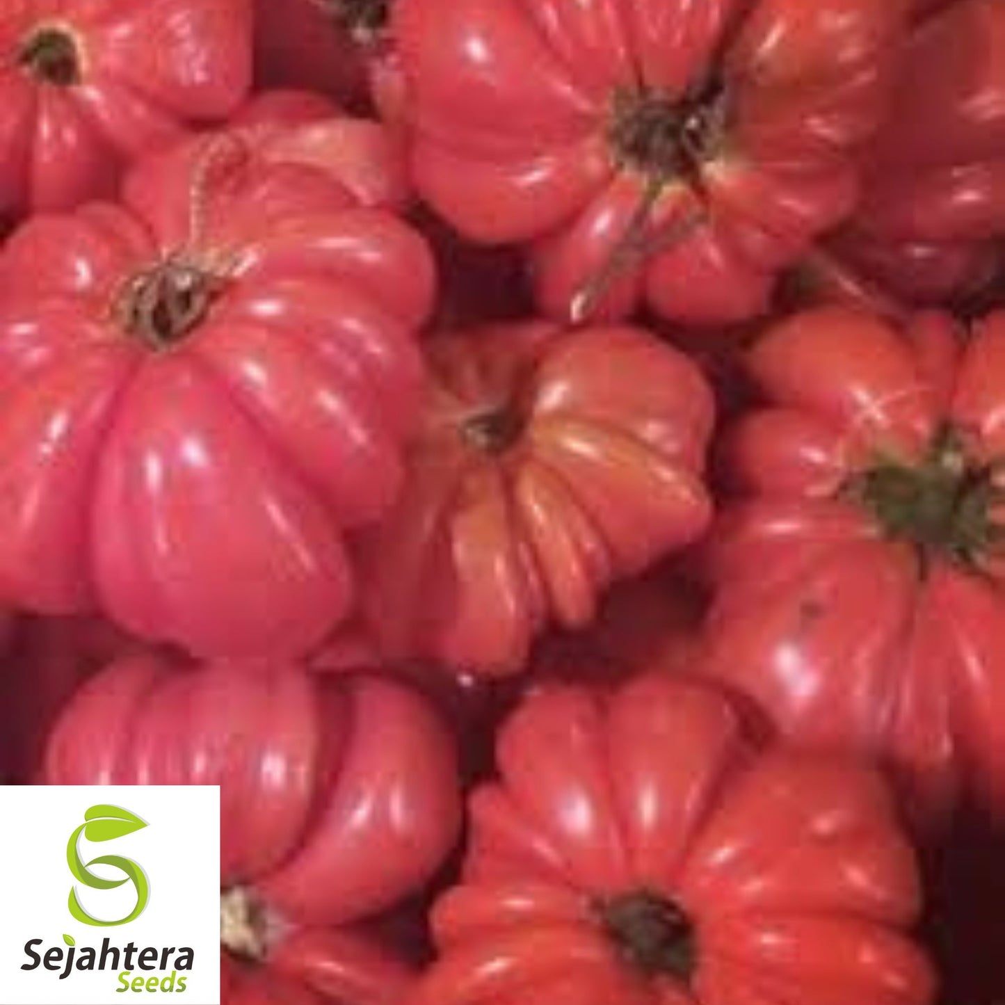 Mushroom Basket Tomato Seeds - 10+ Heirloom, Organic, Non-GMO & Rare