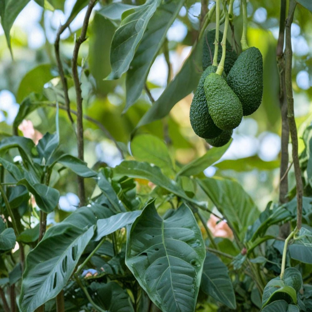 Avocado Tree – Persea americana Live Seedling | 15 Inches Tall | Trimmed & Ready to Plant Tropical Fruit Starter | Indoor & Outdoor Friendly | Easy to Grow