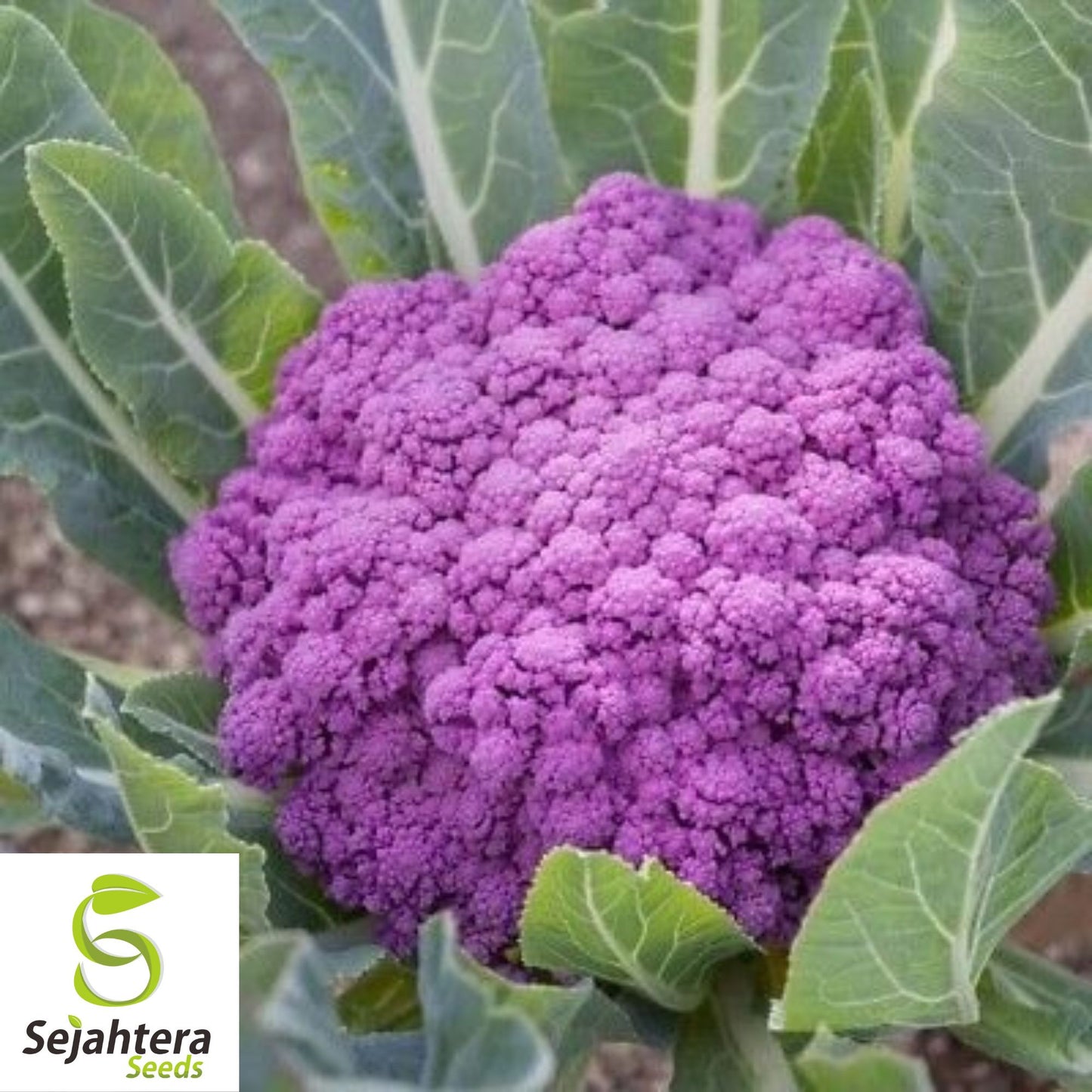 Rainbow Blend Cauliflower & Broccoli Seeds - Non-GMO, Vibrant & Nutritious Mix