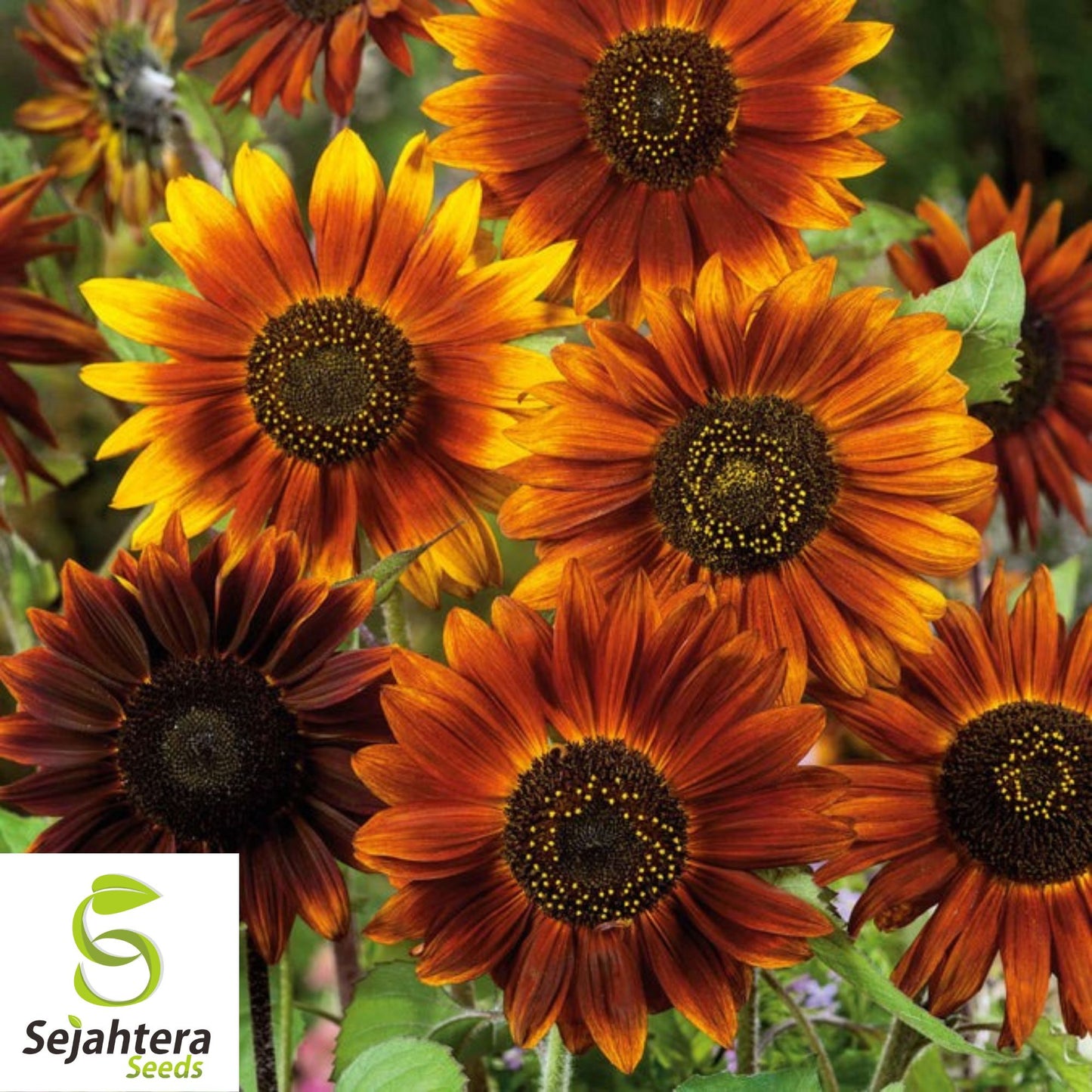 50+ Earthwalker Sunflower Seeds - Heirloom, Non-GMO, Vibrant Annual Blooms