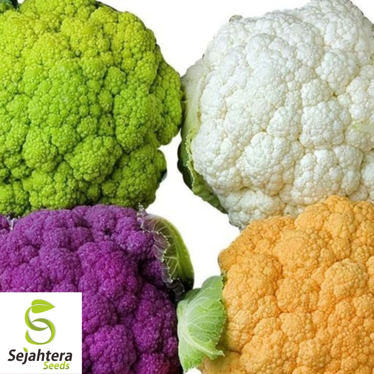 Rainbow Blend Cauliflower & Broccoli Seeds - Non-GMO, Vibrant & Nutritious Mix