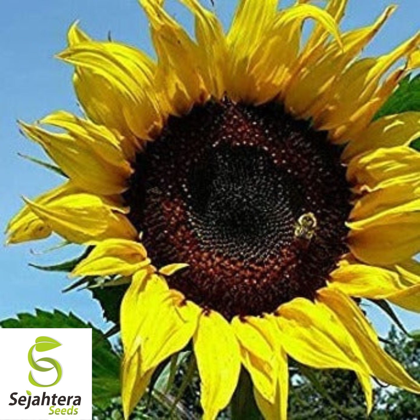 Black Oil Sunflower Seeds - 50+ Heirloom - Non-GMO - High Yield & Fresh