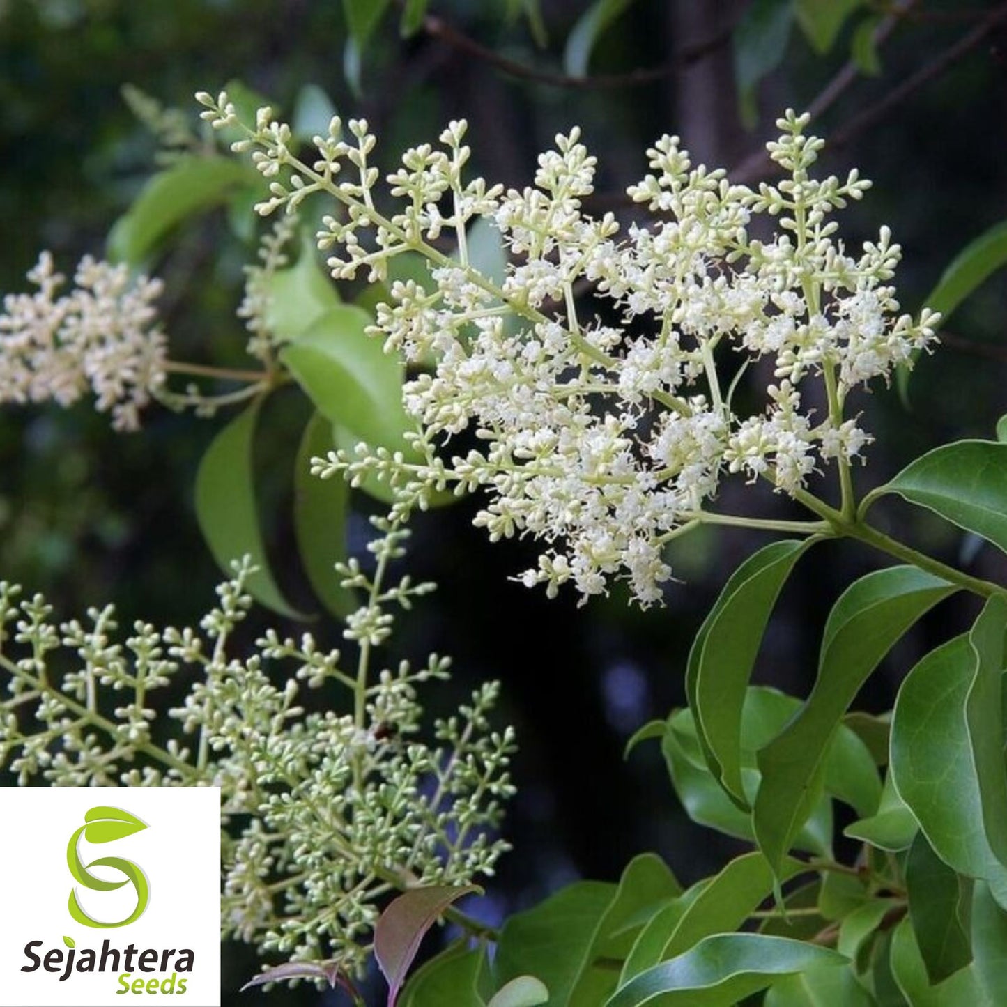 Glossy Privet Seeds {Ligustrum lucidum} 10 Pre-Stratified Seeds