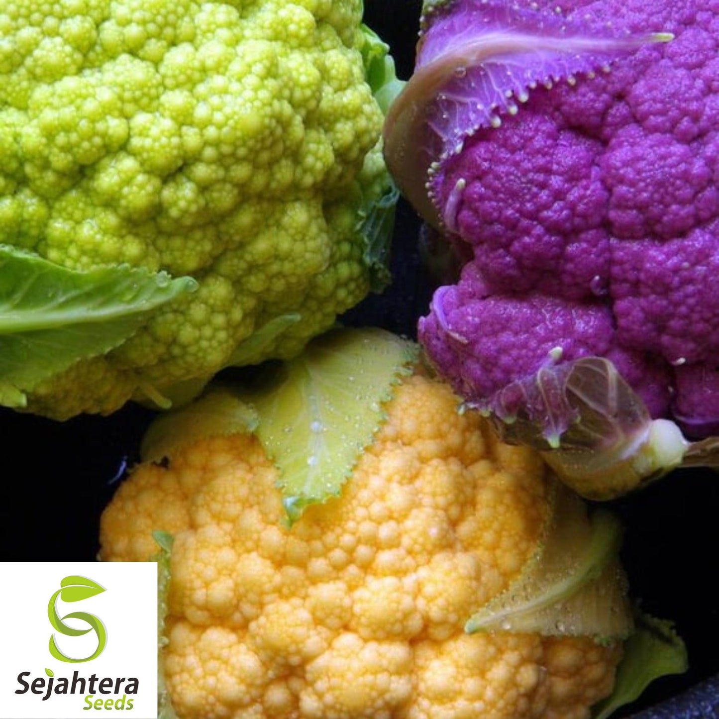 Rainbow Blend Cauliflower & Broccoli Seeds - Non-GMO, Vibrant & Nutritious Mix