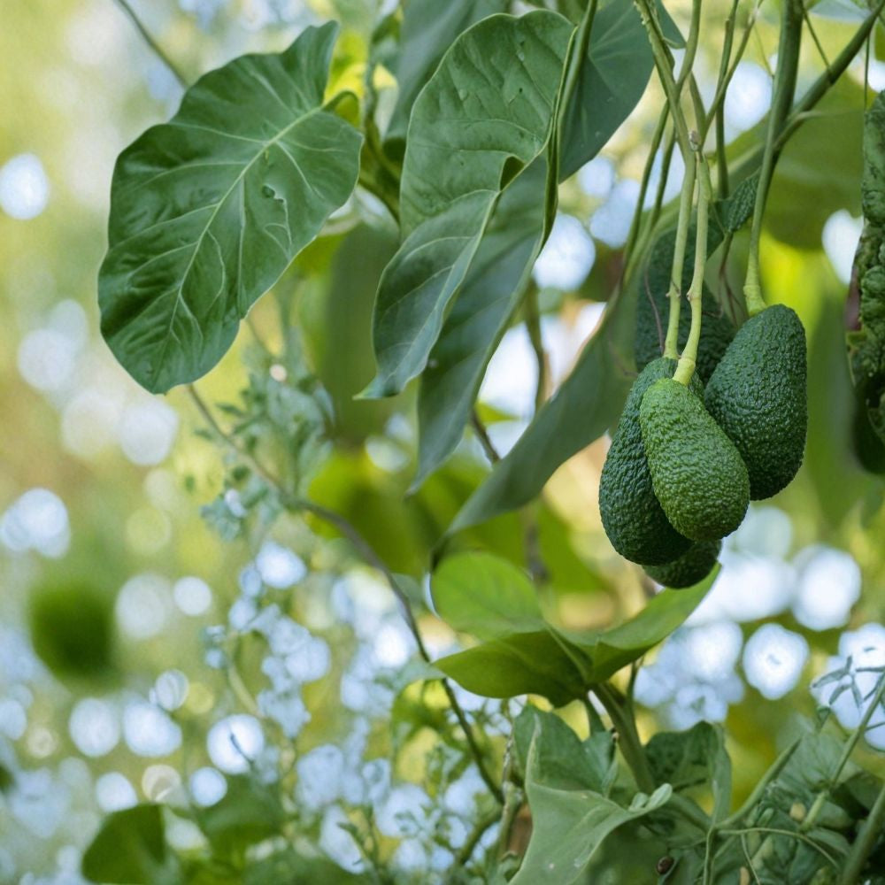 Avocado Tree – Persea americana Live Seedling | 10 Inches Tall | Includes Nursery Pot Compact Fruit Starter | Patio & Indoor Friendly | Easy to Grow