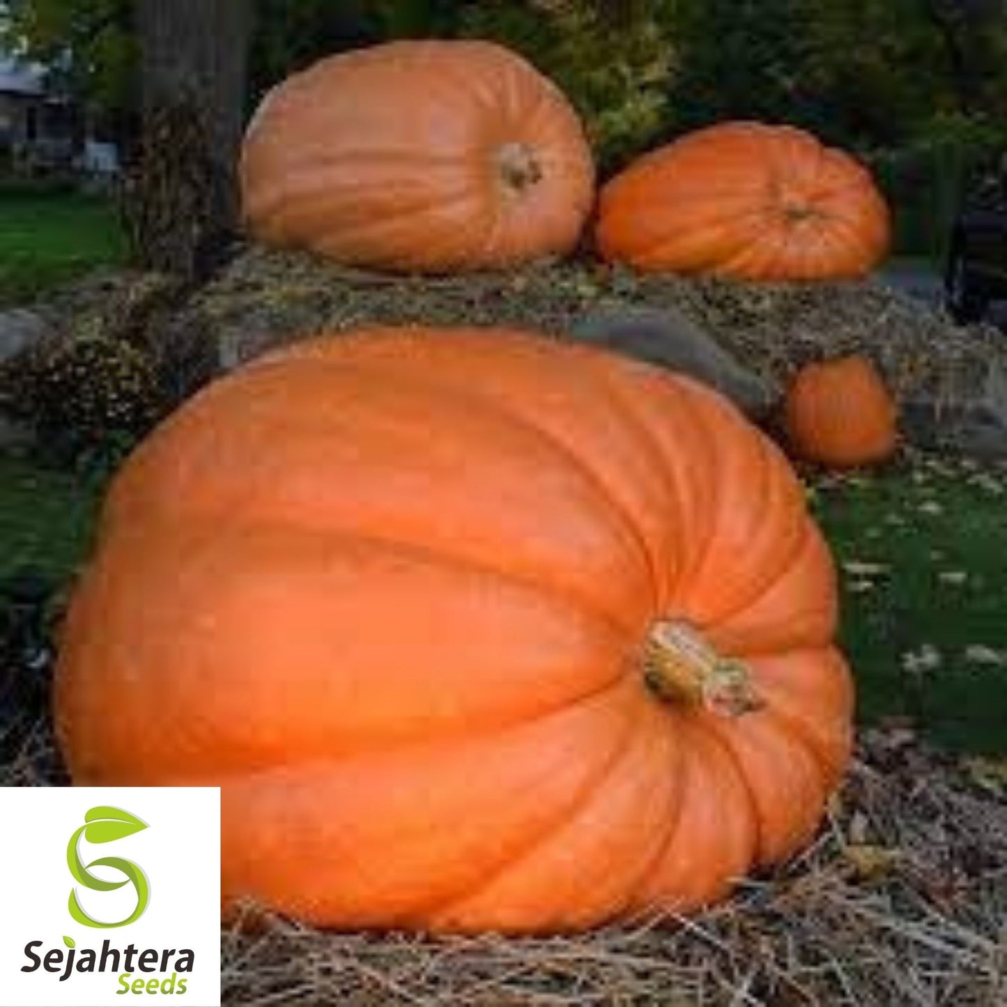 Atlantic Giant Pumpkin Seeds 5 Ct | Dill's World Record NON-GMO USA