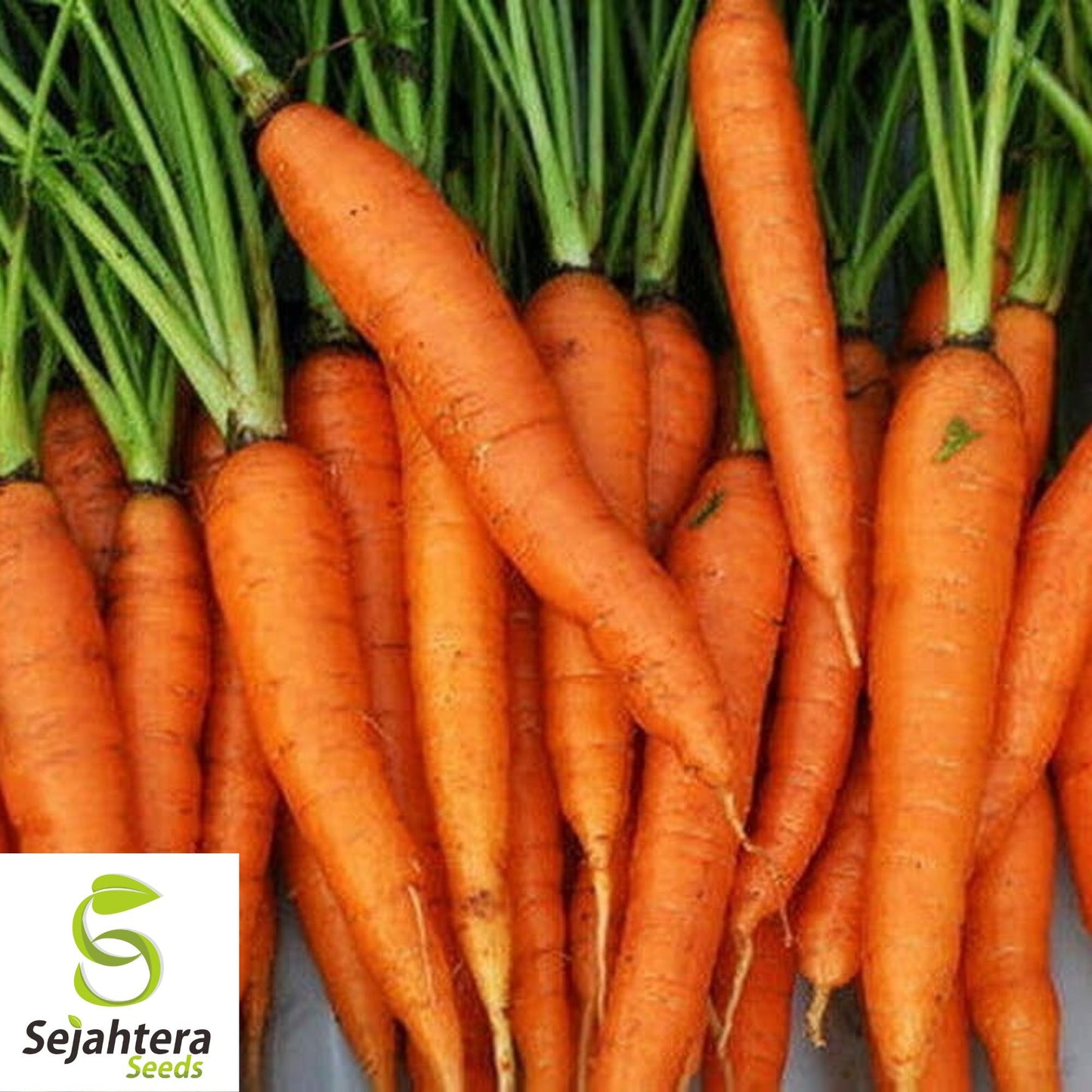2000+ Imperator 58 Carrot Seeds - Heirloom, Non-GMO, Sweet & Crisp