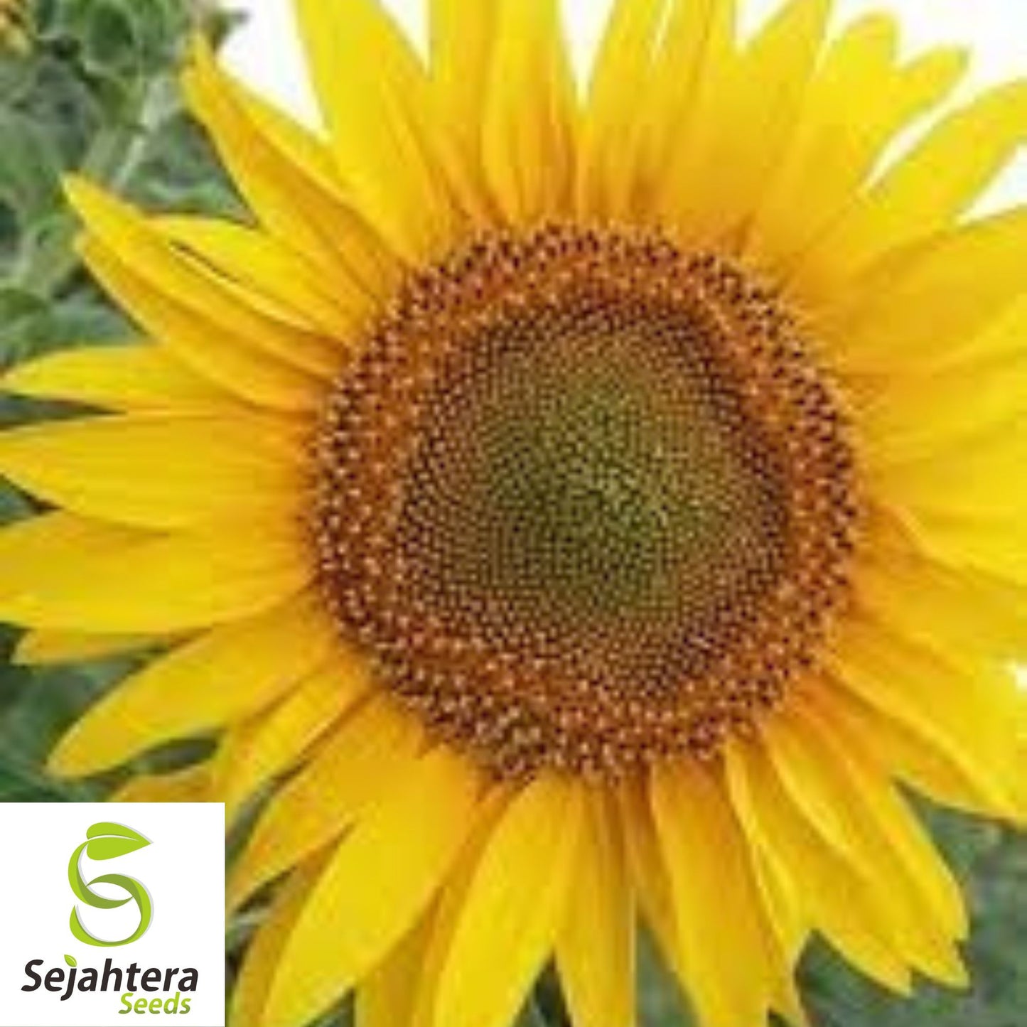 Black Oil Sunflower Seeds - 50+ Heirloom - Non-GMO - High Yield & Fresh