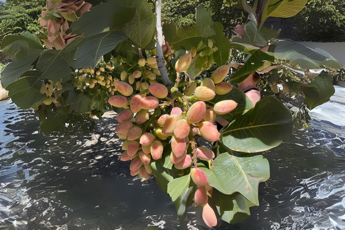 Pistachio Pistachio Nut (Pistacia vera)