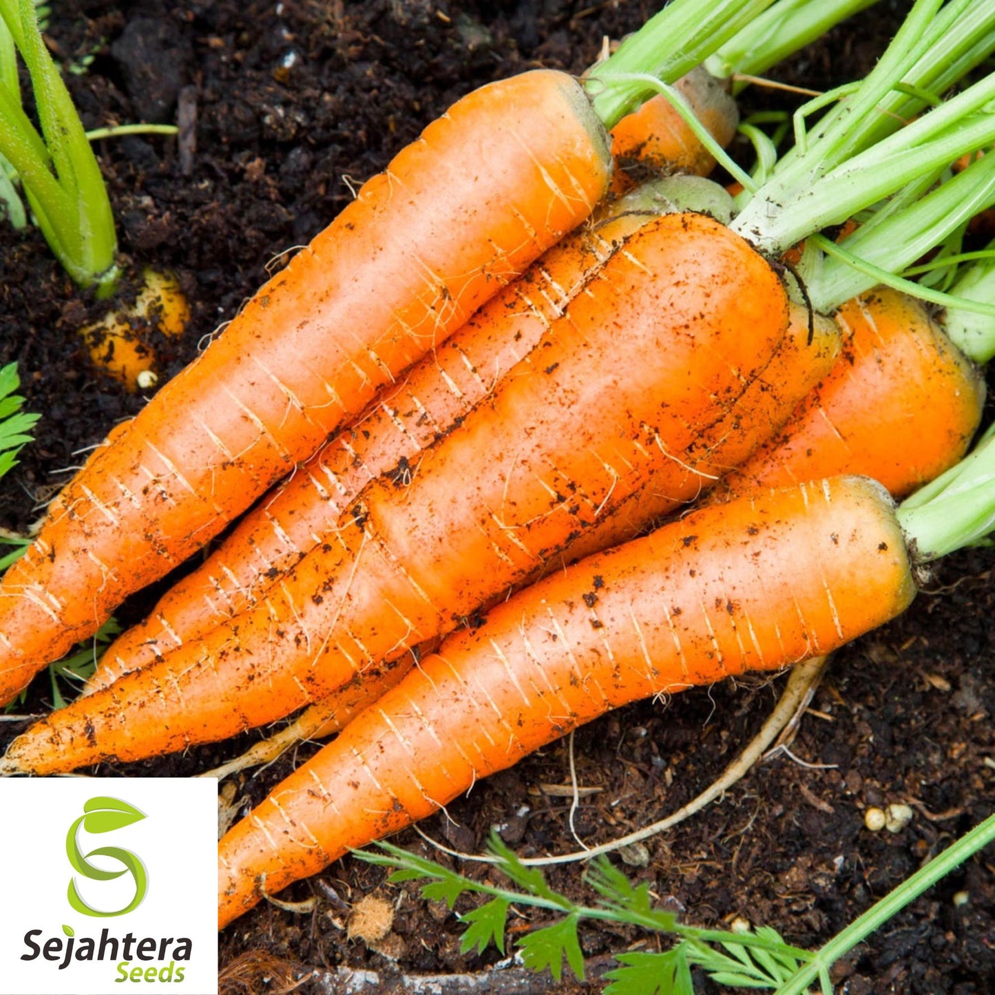 2000+ Imperator 58 Carrot Seeds - Heirloom, Non-GMO, Sweet & Crisp
