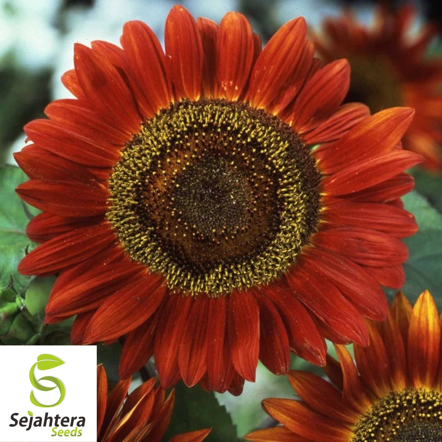 Red Sun Sunflower Seeds - 50+ Heirloom - Rare, Bold Blooms - Non-GMO & Fresh
