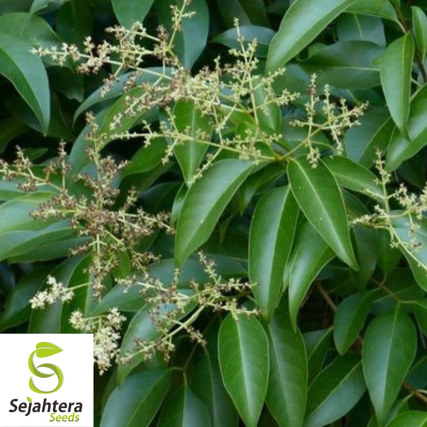 Glossy Privet Seeds {Ligustrum lucidum} 10 Pre-Stratified Seeds