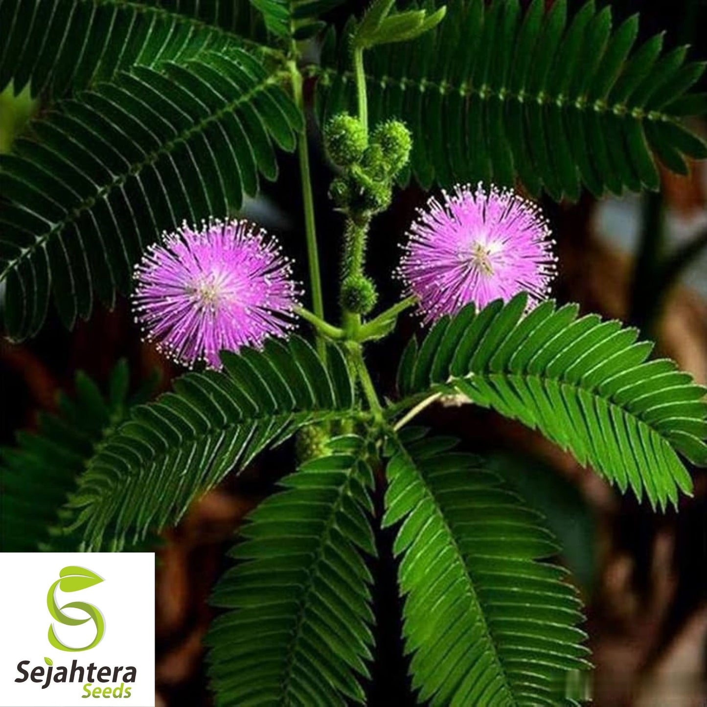 Mimosa Pudica Seeds {Sensitive Plant} 50+ Medicinal Herb Seeds