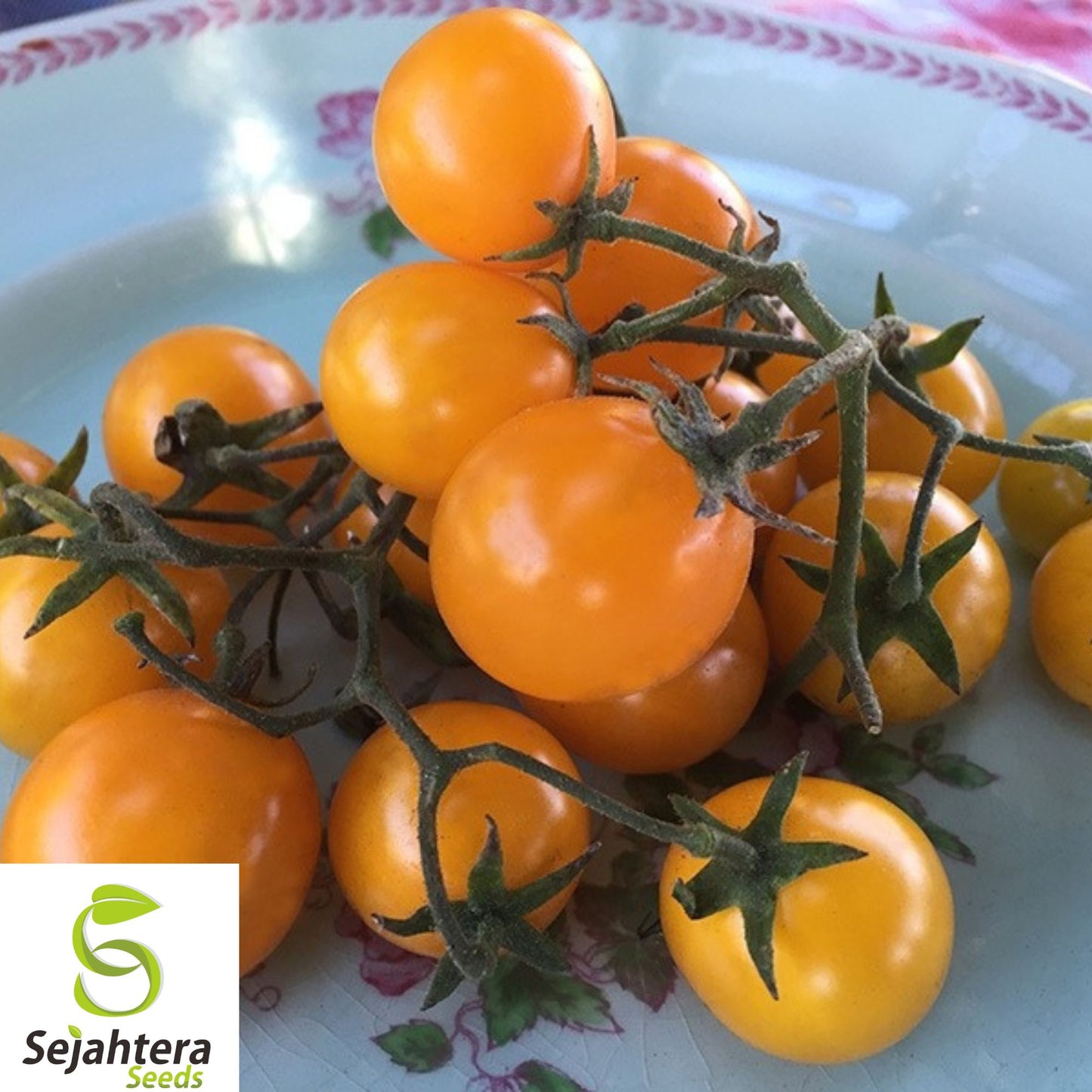 10+ Gold Nugget Cherry Tomato Seeds - Heirloom, Organic, Non-GMO, Supersweet