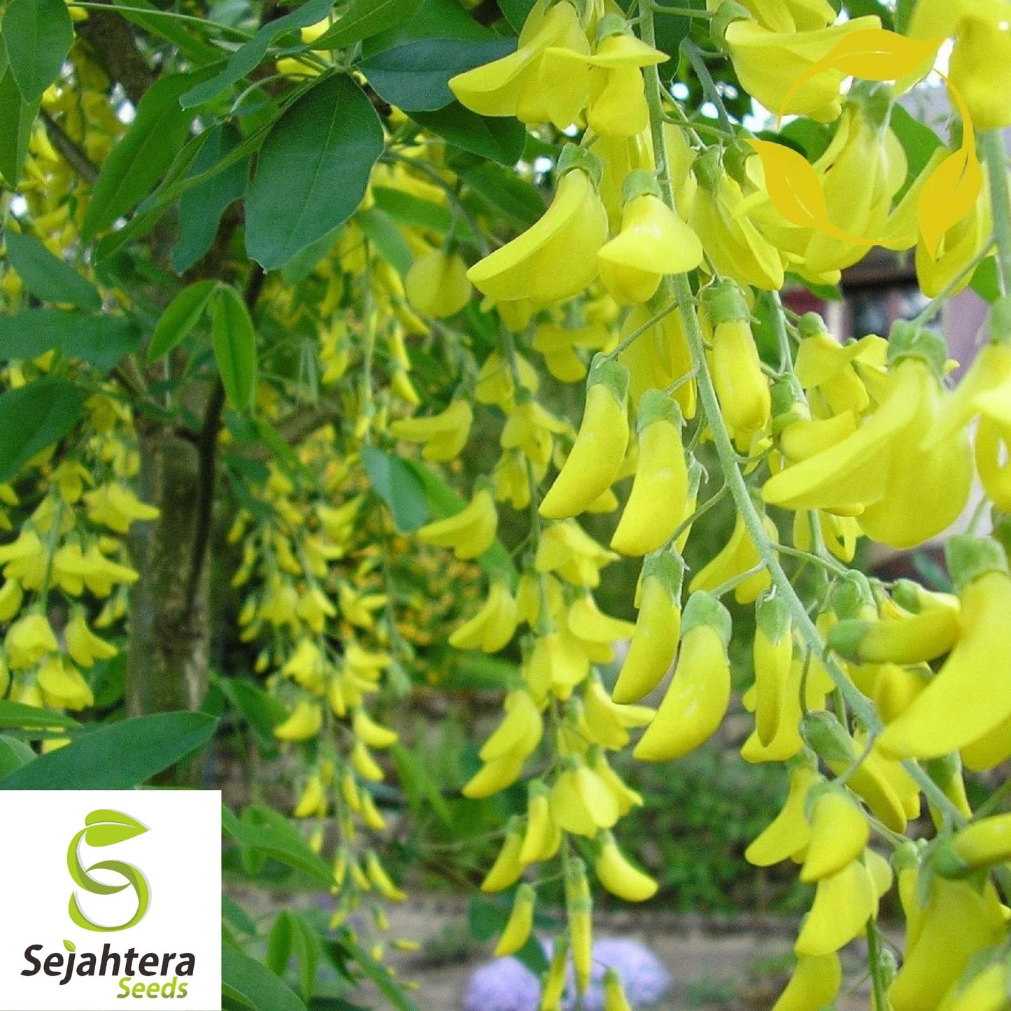 Golden Chain Tree Seeds {Laburnum alpinum} 20 Seeds | Free Shipping!