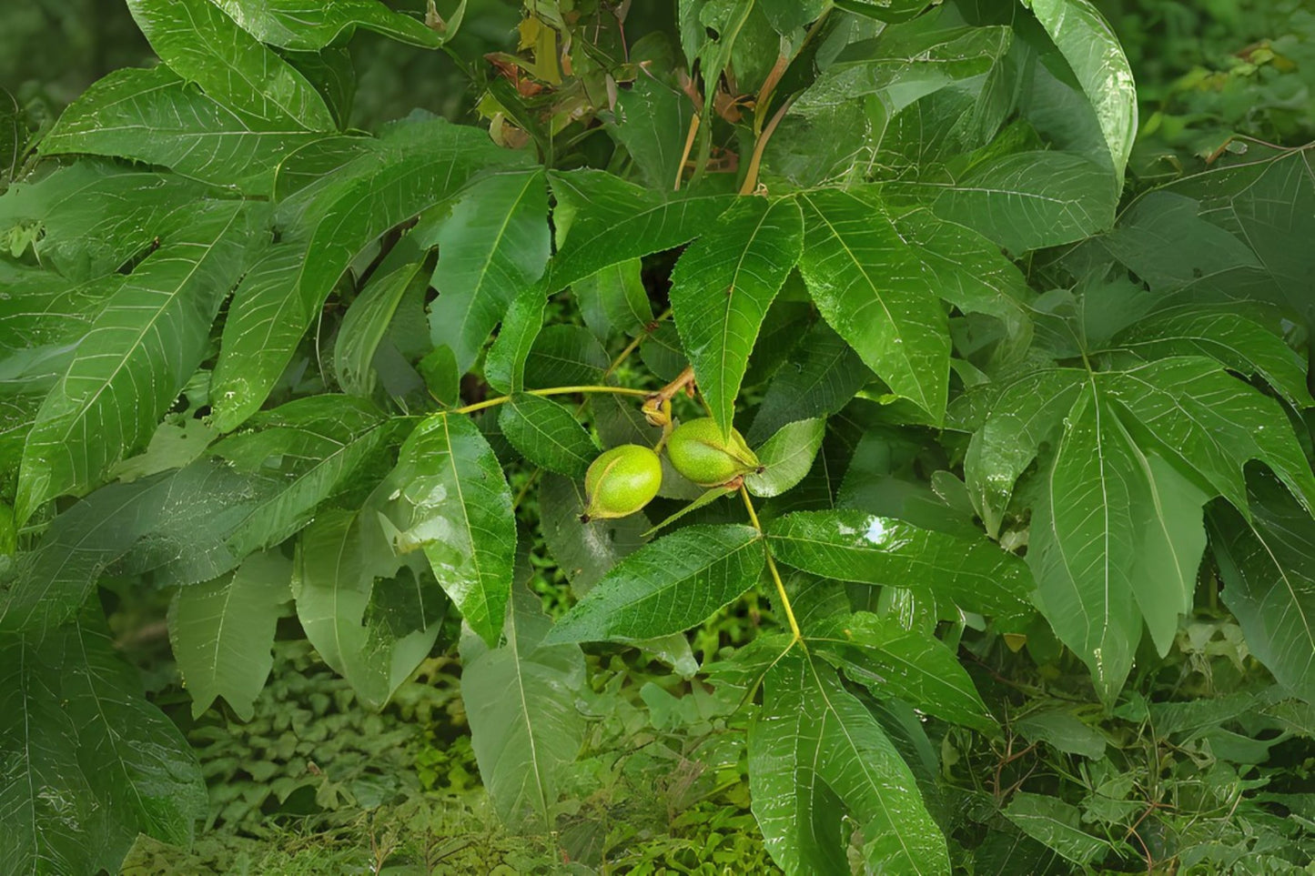 Bullnut Hognut Mockernut Whiteheart Hickory (Carya tomentosa)