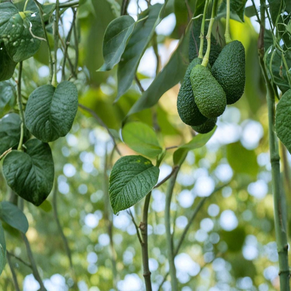 Avocado Tree – Persea americana Live Seedling | 15 Inches Tall | Includes Nursery Pot Trimmed Starter Plant | Indoor & Outdoor Friendly | Ready to Plant