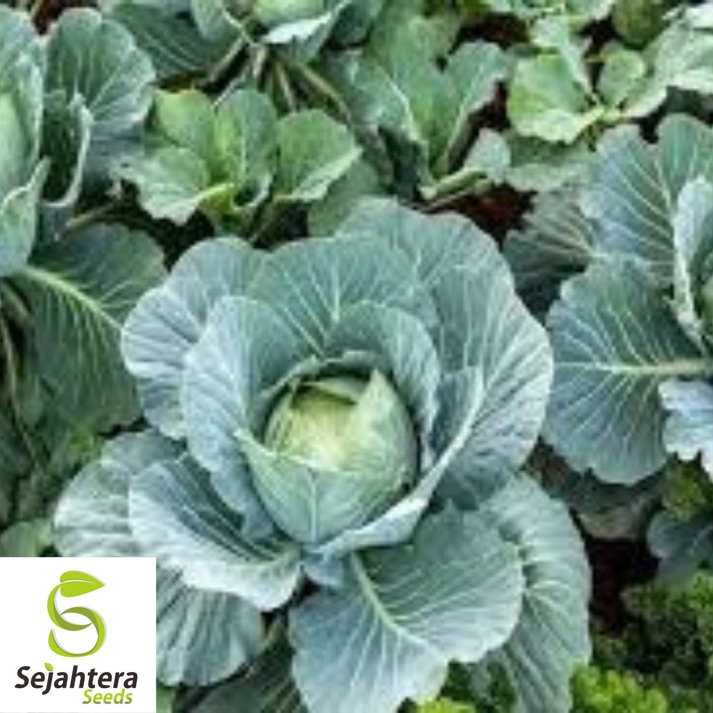 All Seasons Cabbage Seeds - 200+ Heirloom - Organic, Non-GMO & High Yield