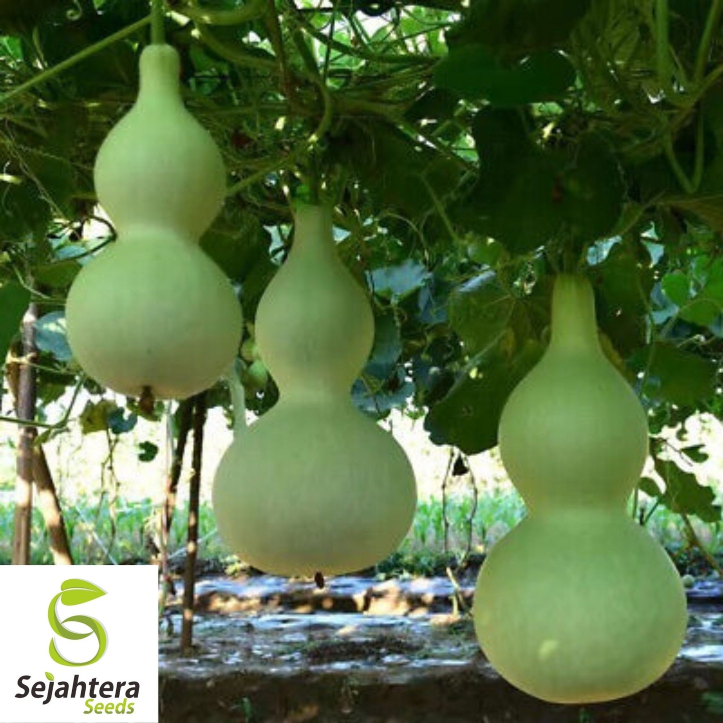 Birdhouse Gourd Seeds 10 Ct | Heirloom Garden Vegetable NON-GMO USA