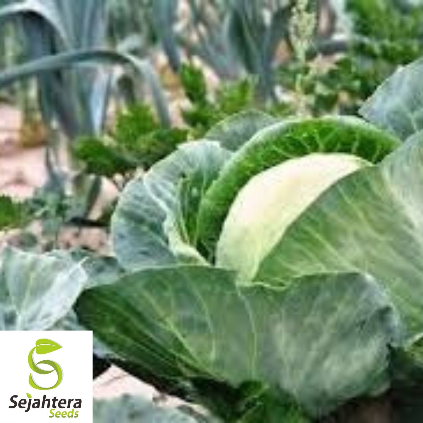 All Seasons Cabbage Seeds - 200+ Heirloom - Organic, Non-GMO & High Yield