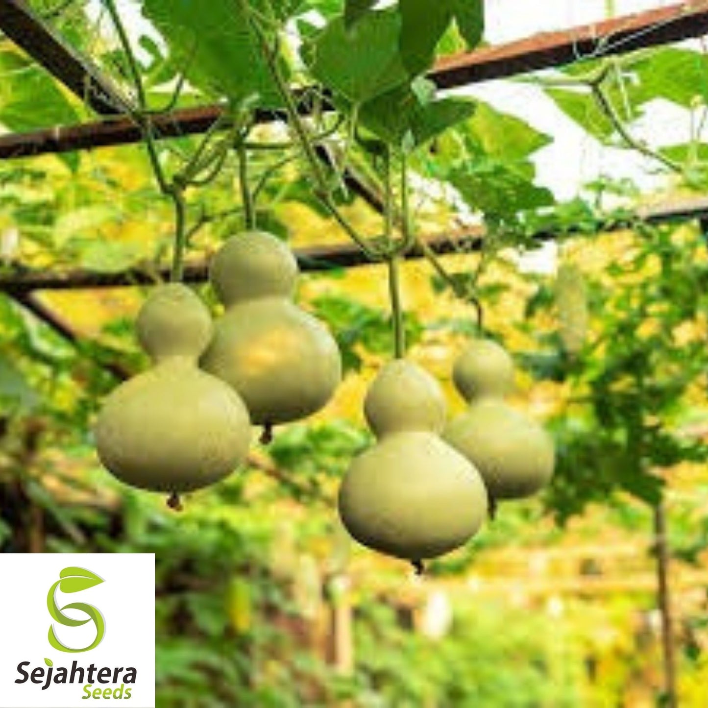 Birdhouse Gourd Seeds 10 Ct | Heirloom Garden Vegetable NON-GMO USA
