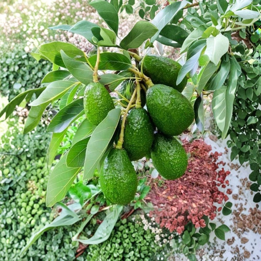Avocado Tree – Persea americana Live Grafted Tree | 3 Gallon Pot | 4 Feet Tall Fast Fruiting | Outdoor Full Sun | Backyard Ready